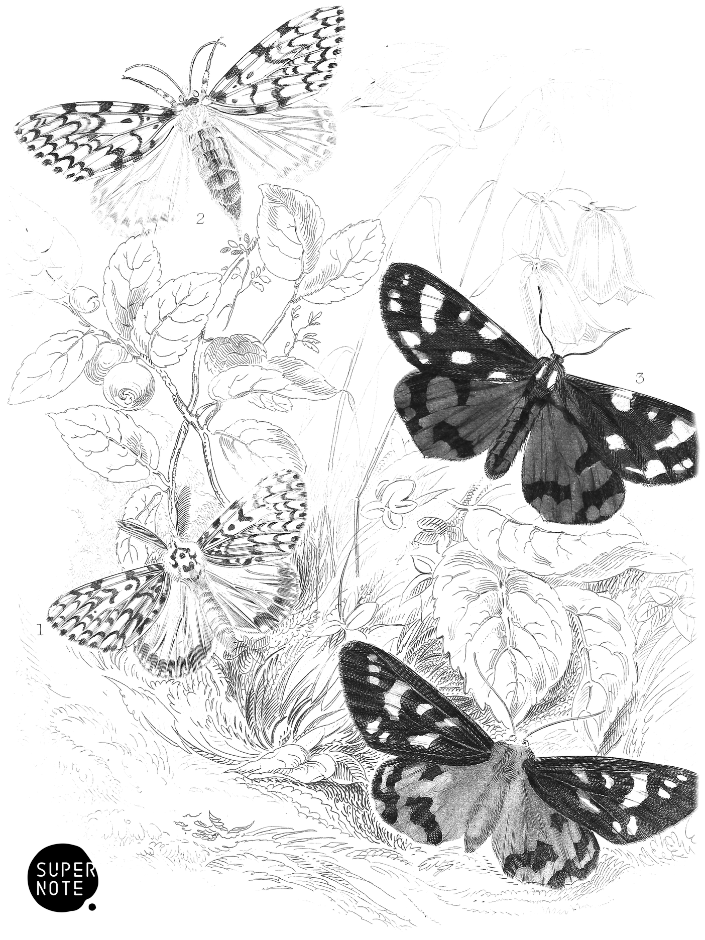 Black Arches & Scarlet Tiger-Moth (vol-14 plate-19).png