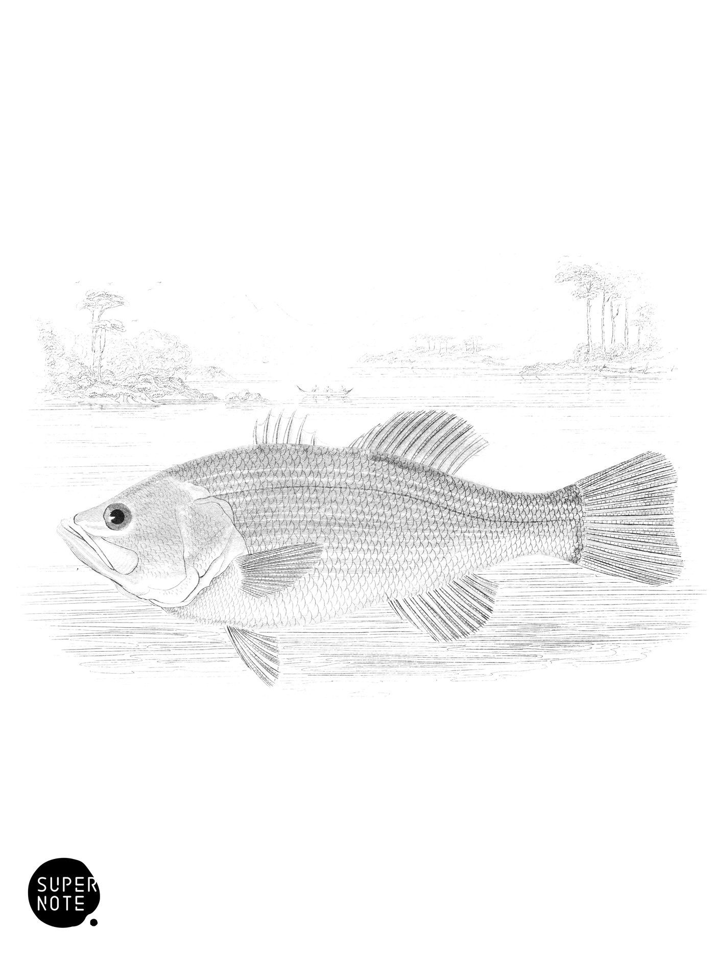 Black Bass of the Huron (vol-07 plate-6).png