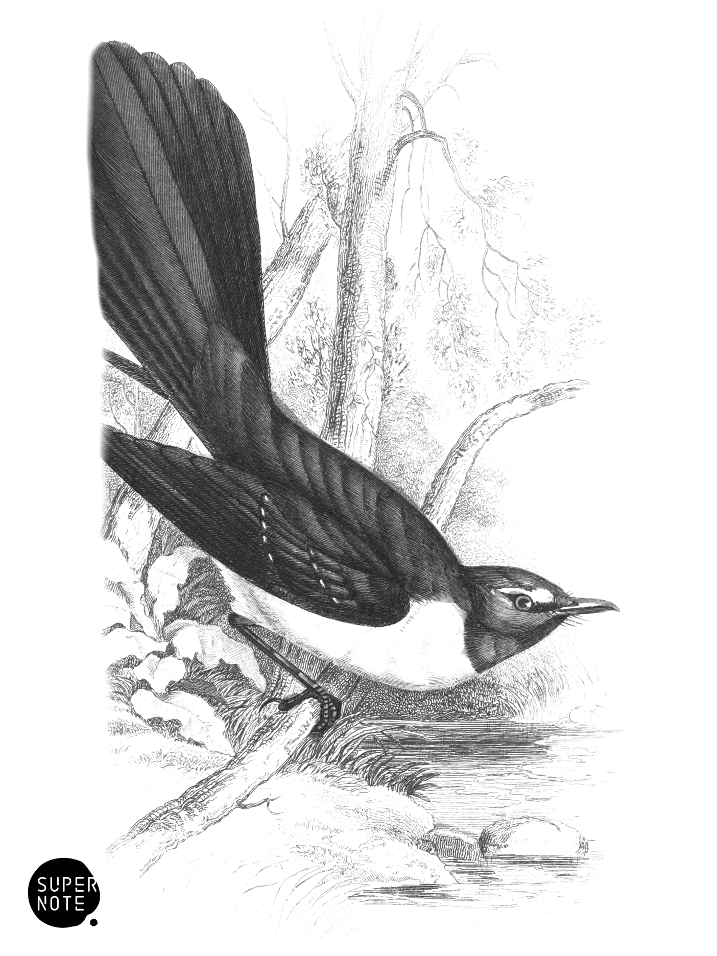 Black Fantail (vol-21 plate-11).png