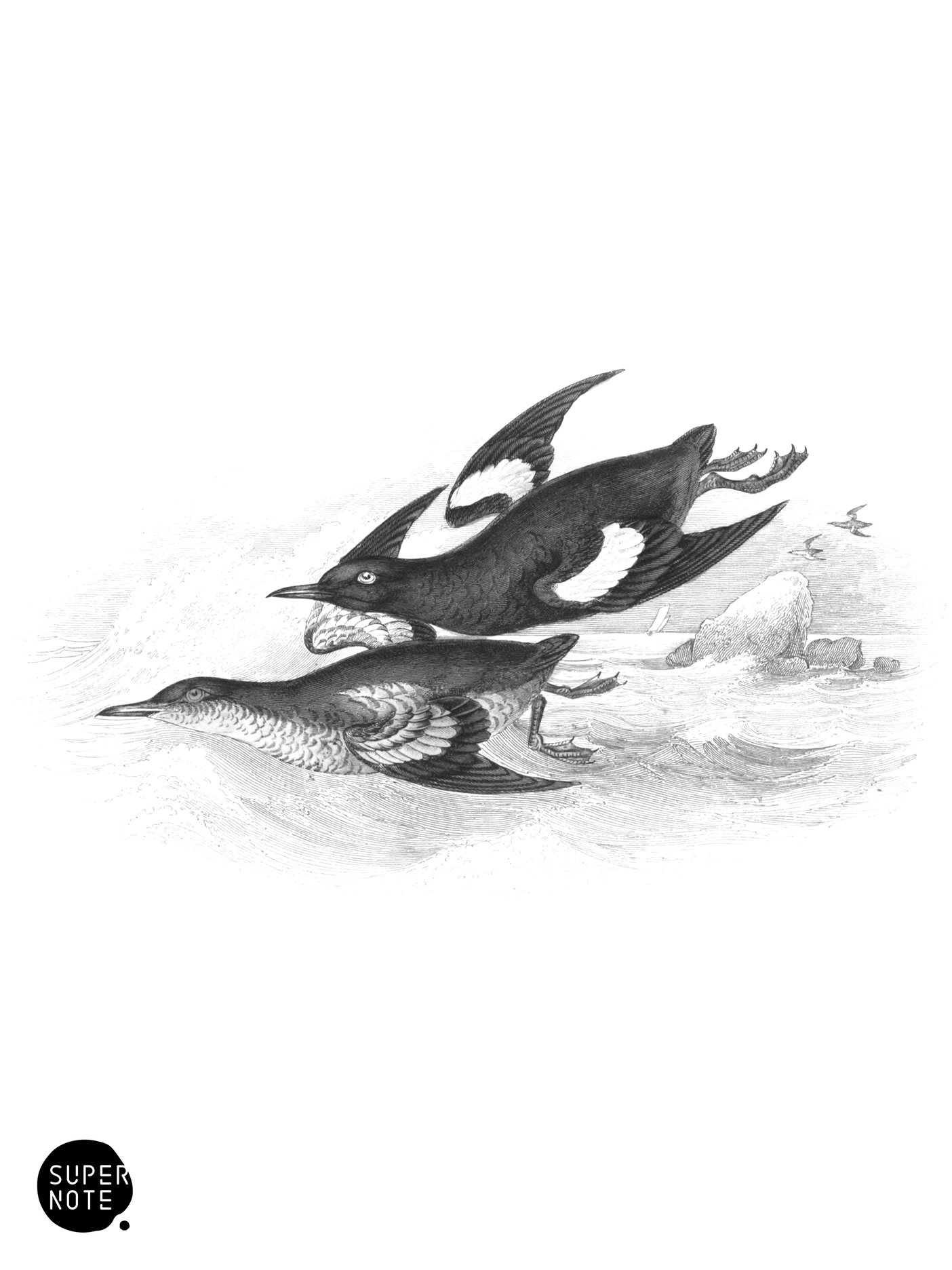 Black Guillemot (vol-40 plate-14).png