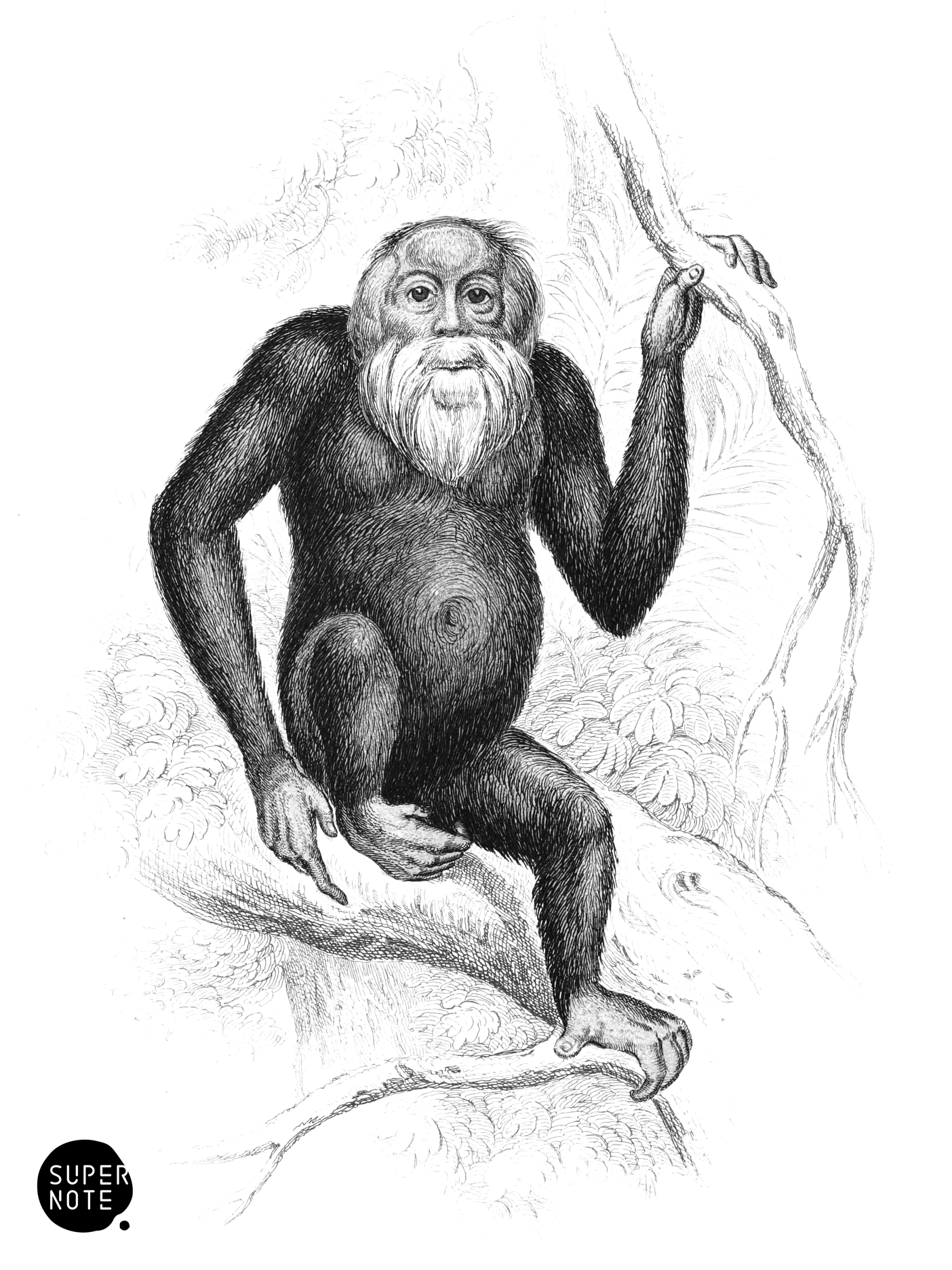 Black Orang (vol-02 plate-1-cw).png