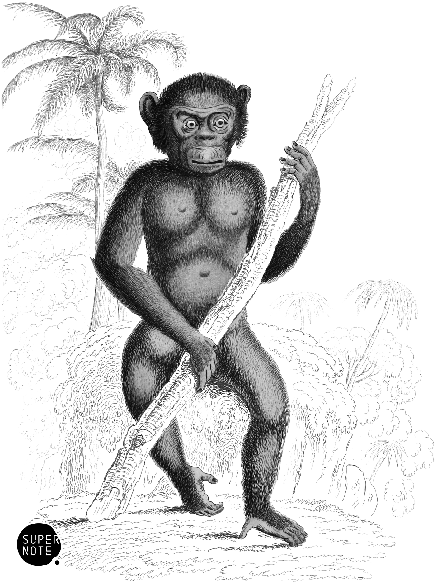 Black Orang (vol-02 plate-1-lizars).png