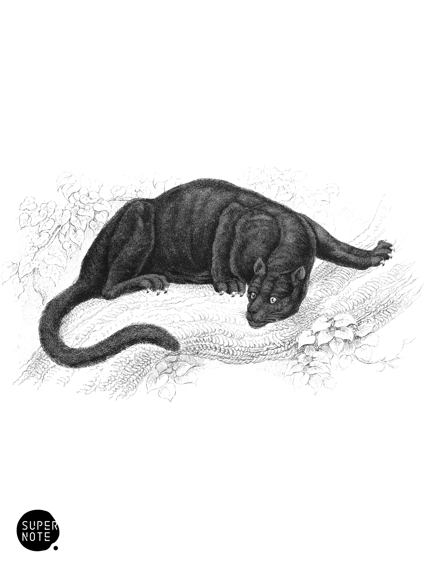 Black Puma (vol-04 plate-5).png