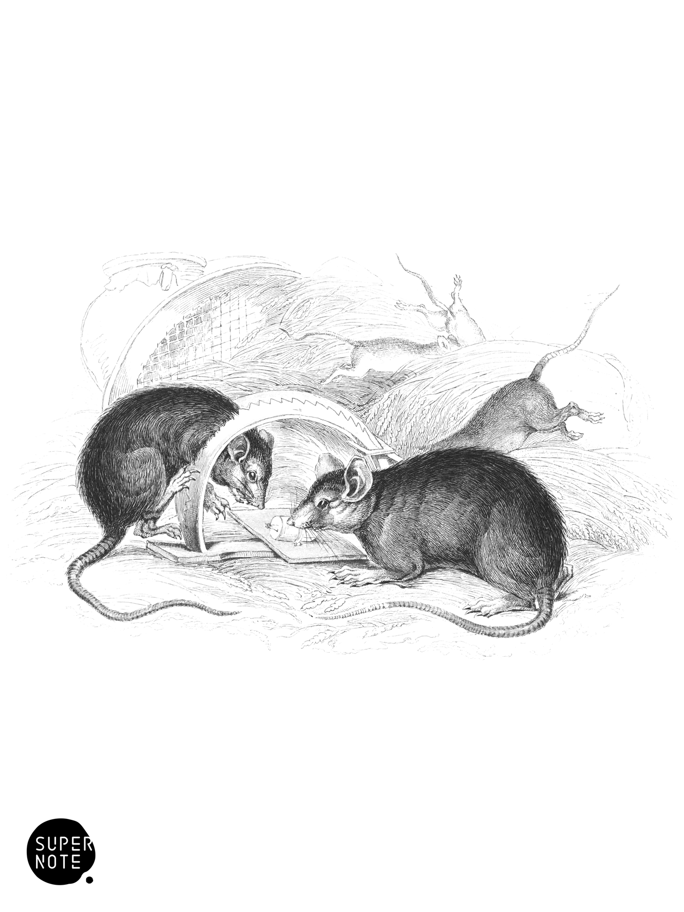 Black Rat (vol-22 plate-23).png