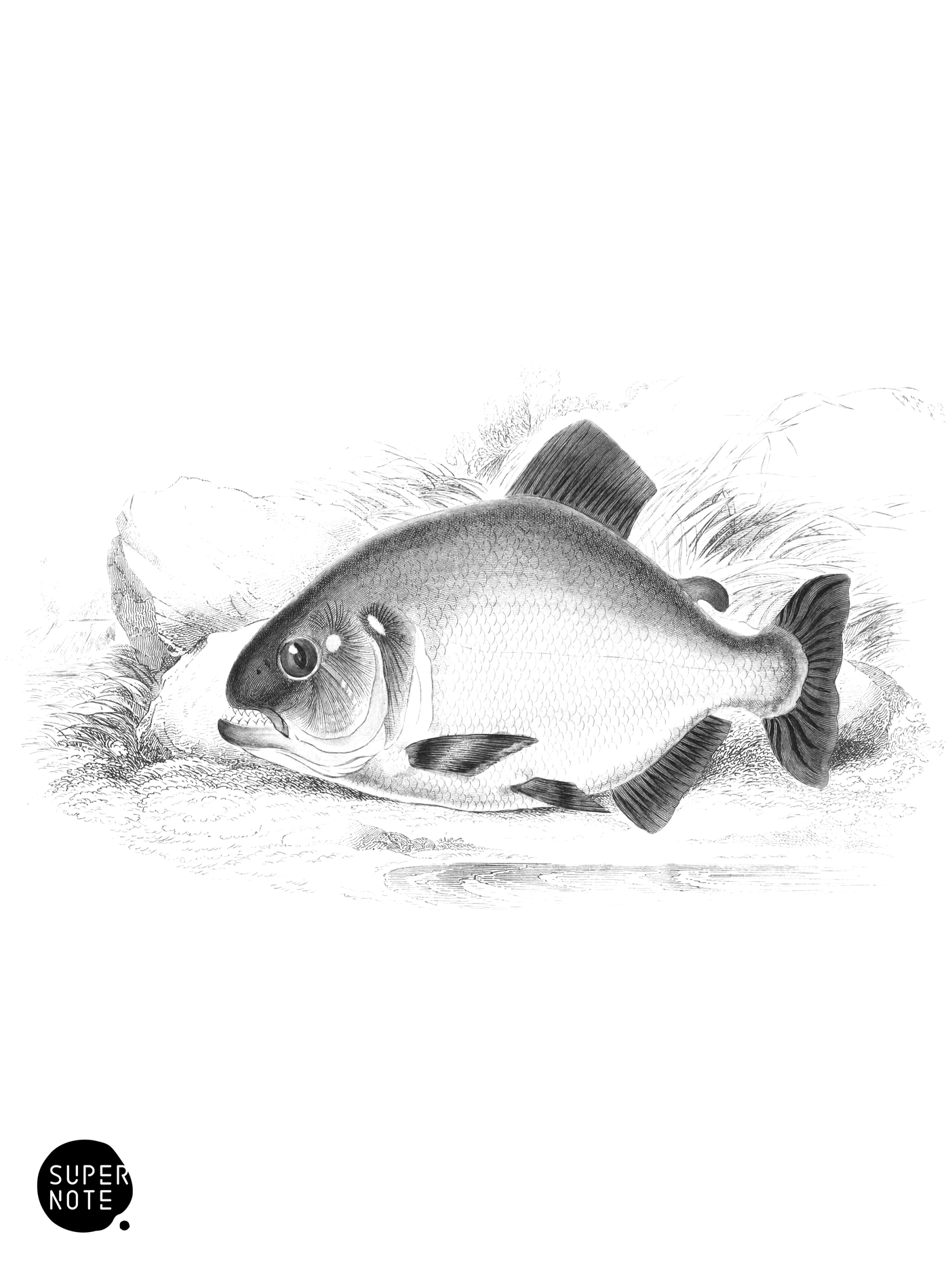Black Saw-Bellied Salmon (vol-32 plate-18).png