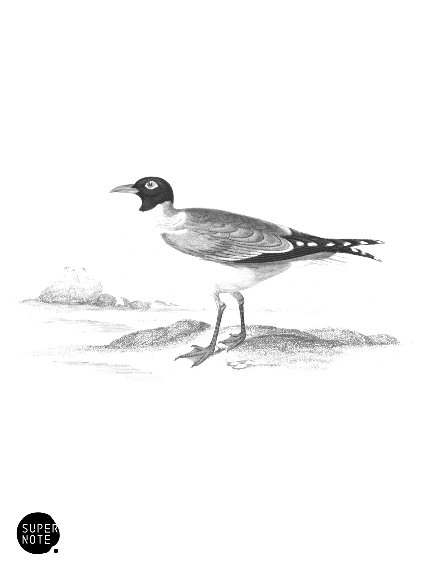 Black Winged Laughing Gull (vol-40 plate-23).png