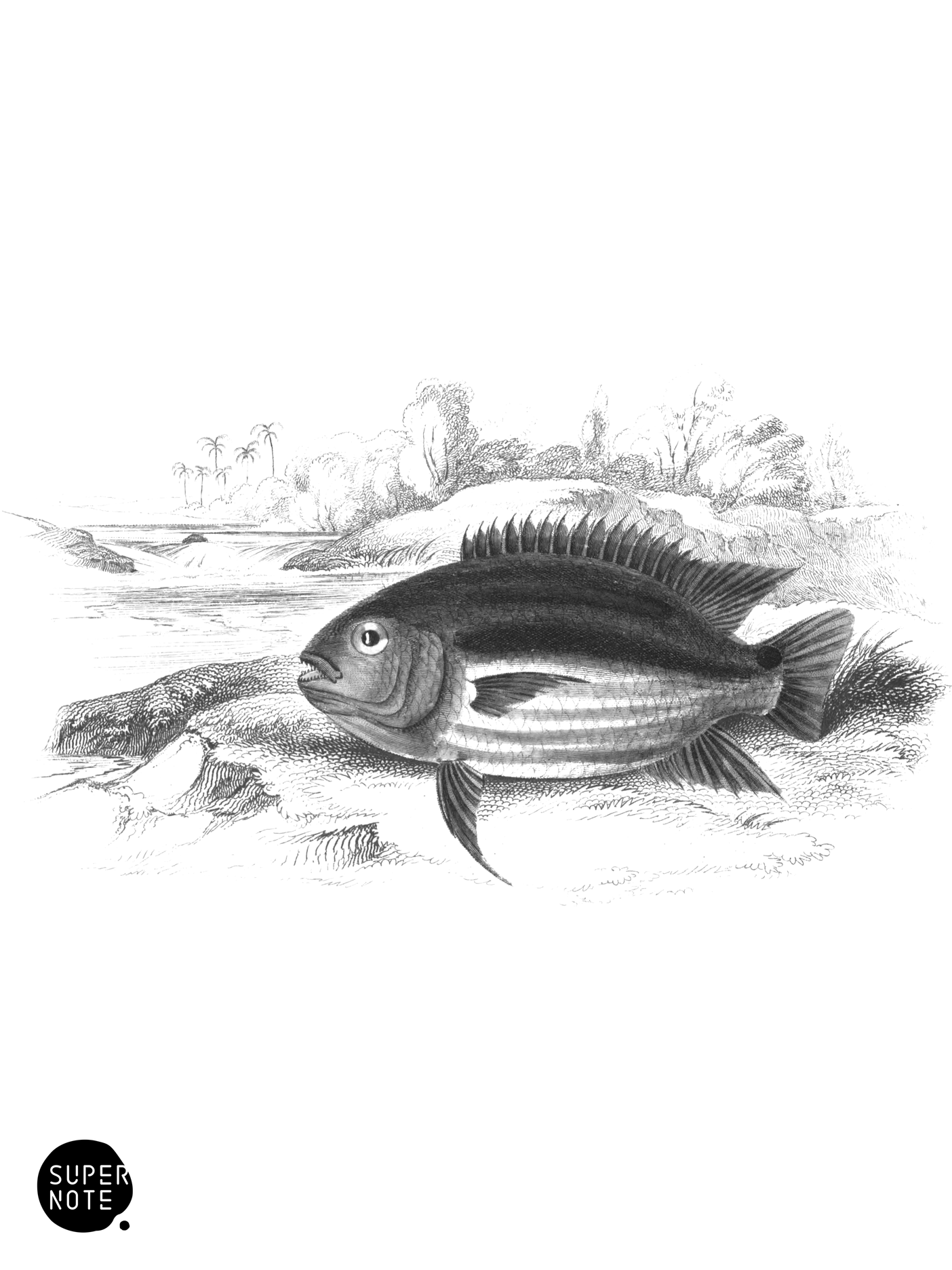 Black-Banded Centrarchus (vol-38 plate-14).png