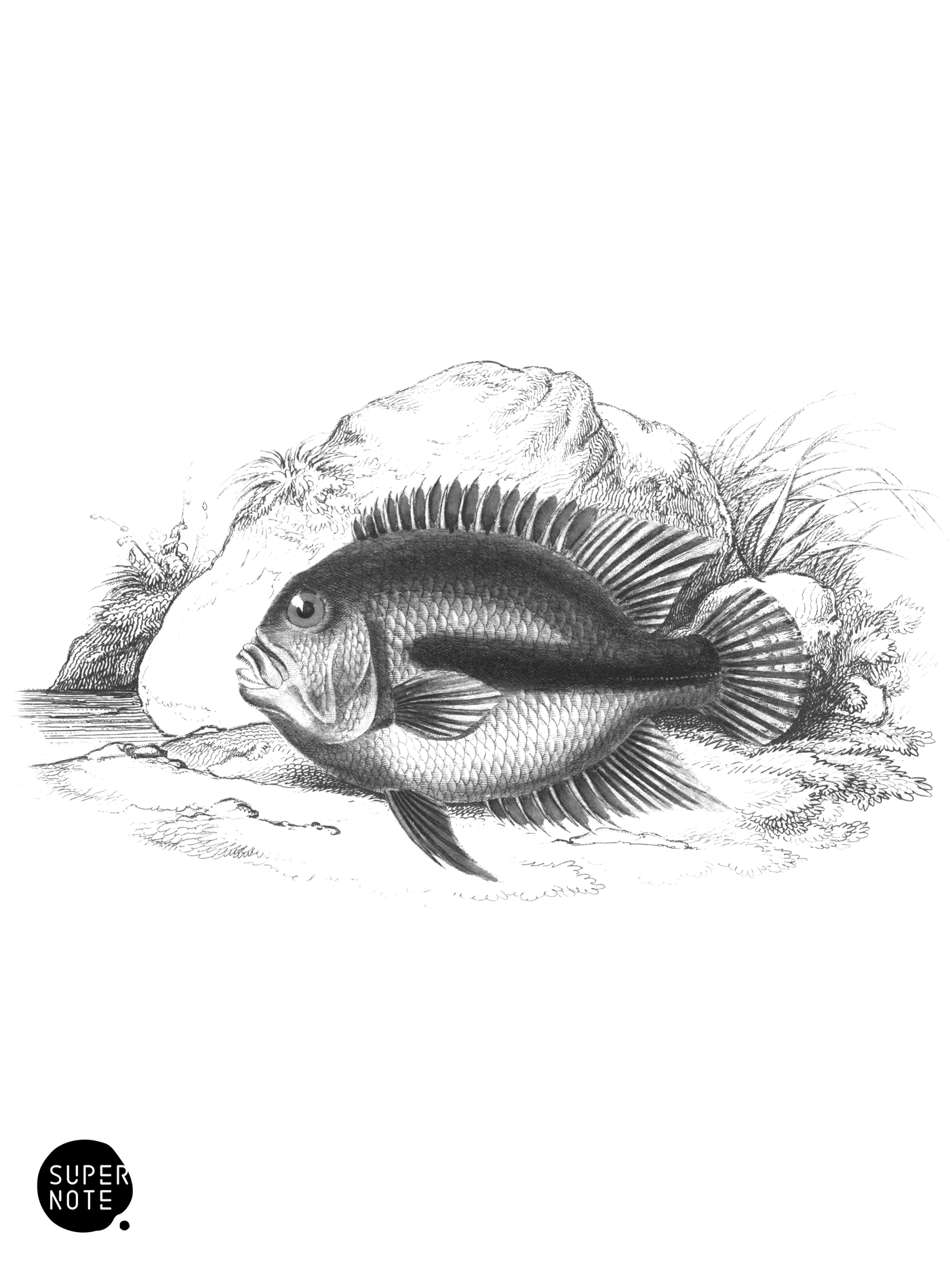 Black-Banded Pomotis (vol-38 plate-17).png