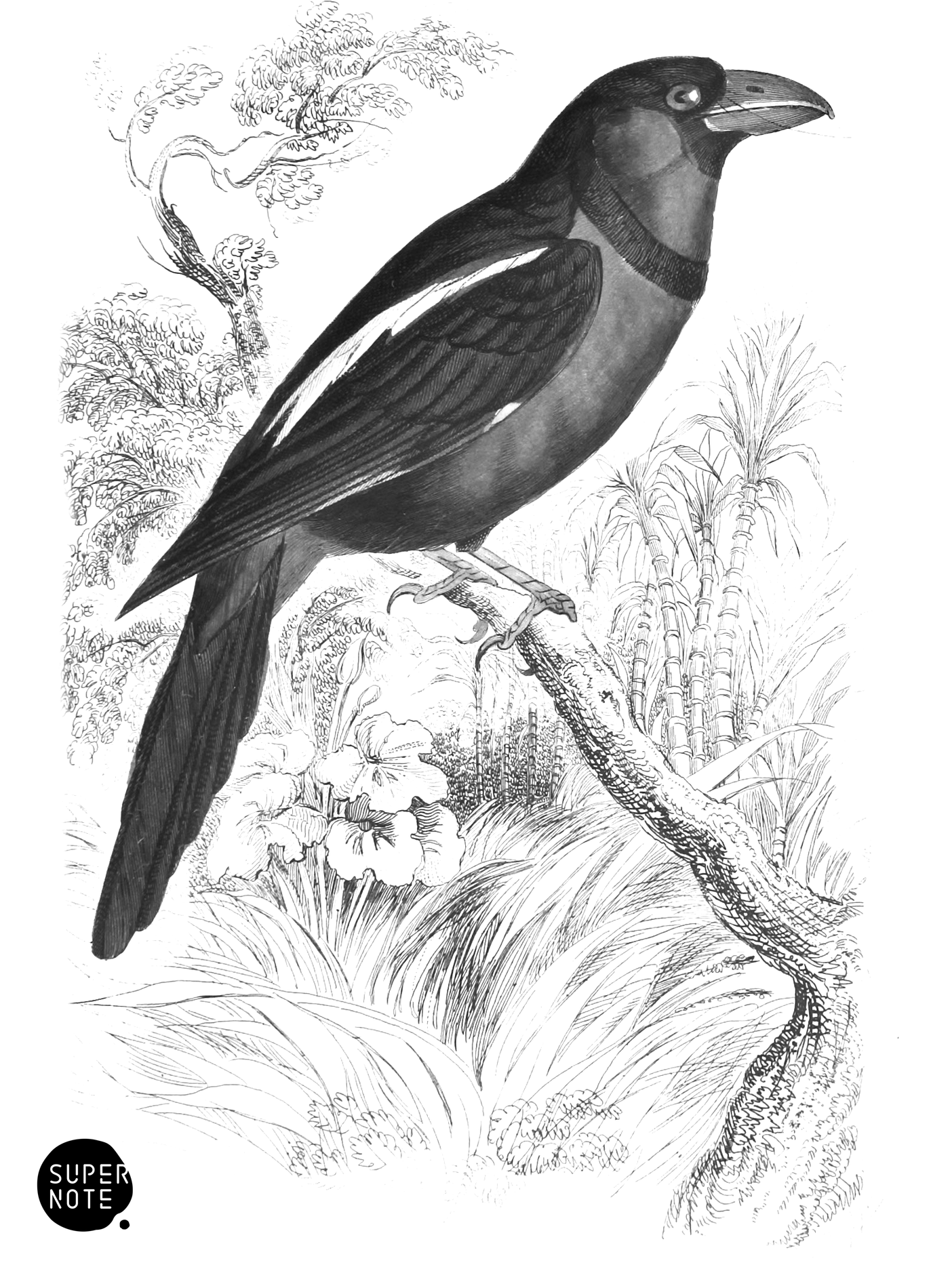 Black-Billed Gaper (vol-21 plate-29).png