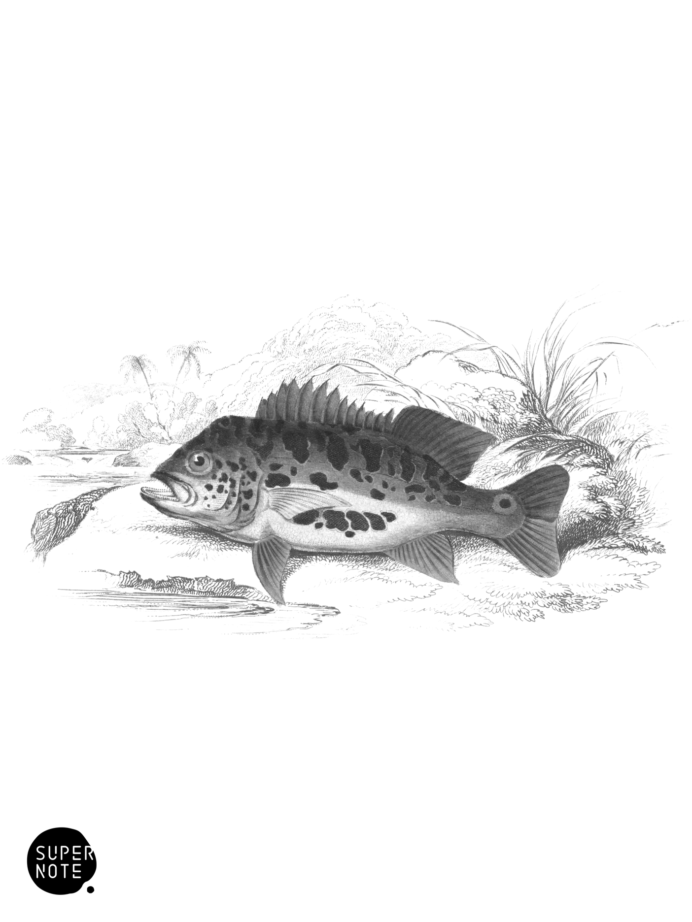 Black-Blotched Cychla (vol-38 plate-7).png