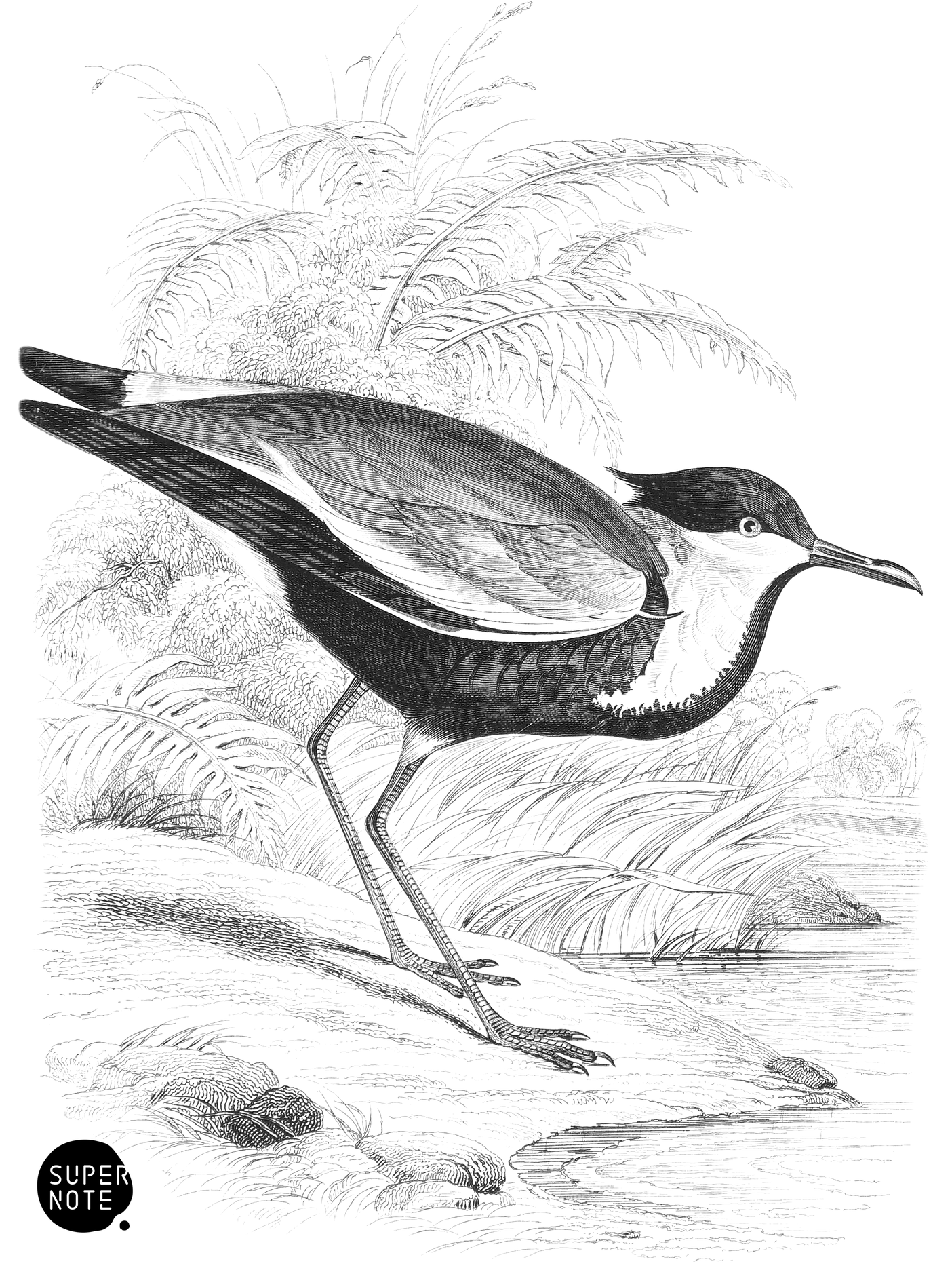 Black-Bodied Lapwing (vol-19 plate-26).png