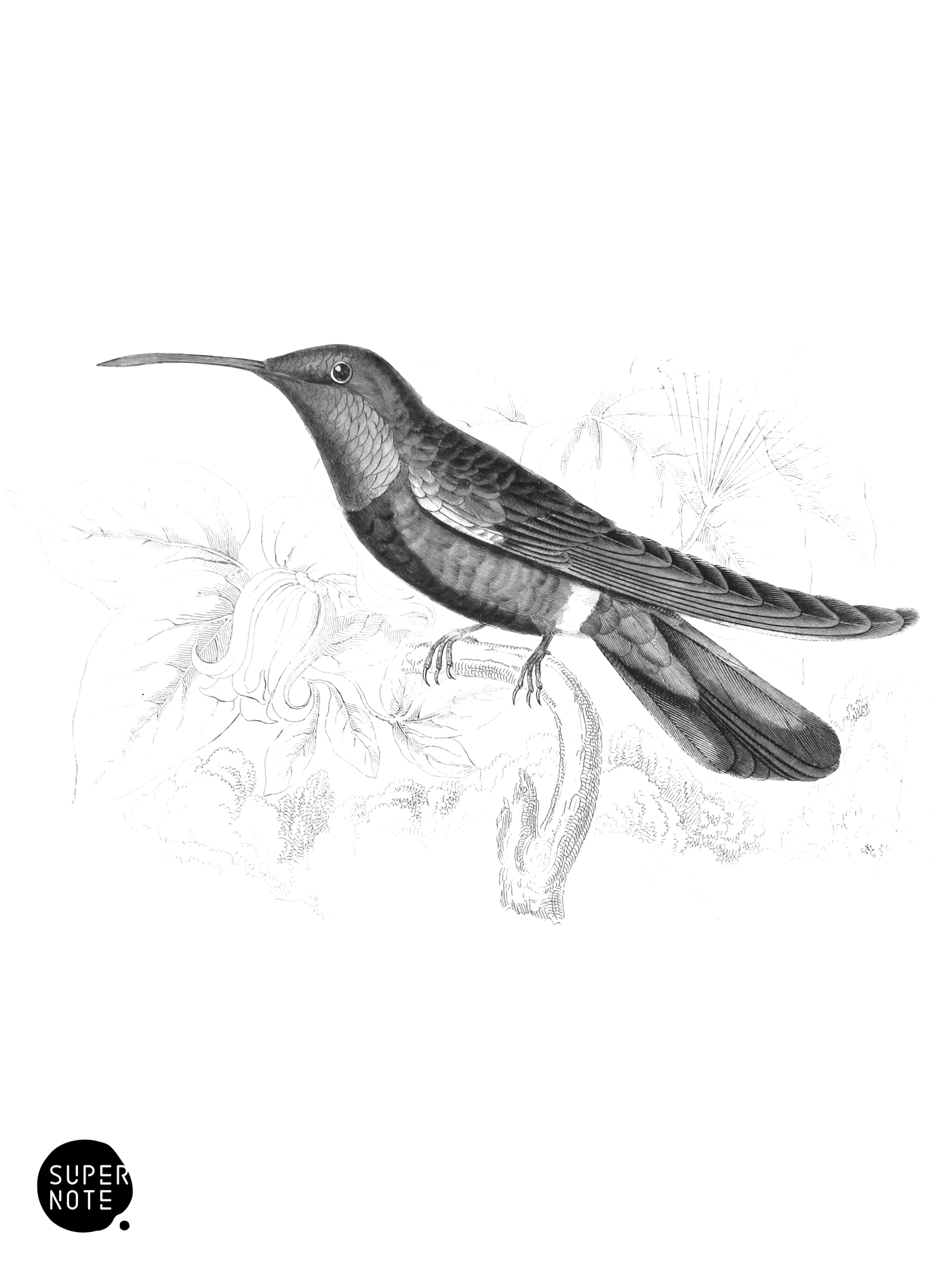 Black-Breasted Humming-Bird (Male) (vol-01 plate-32).png