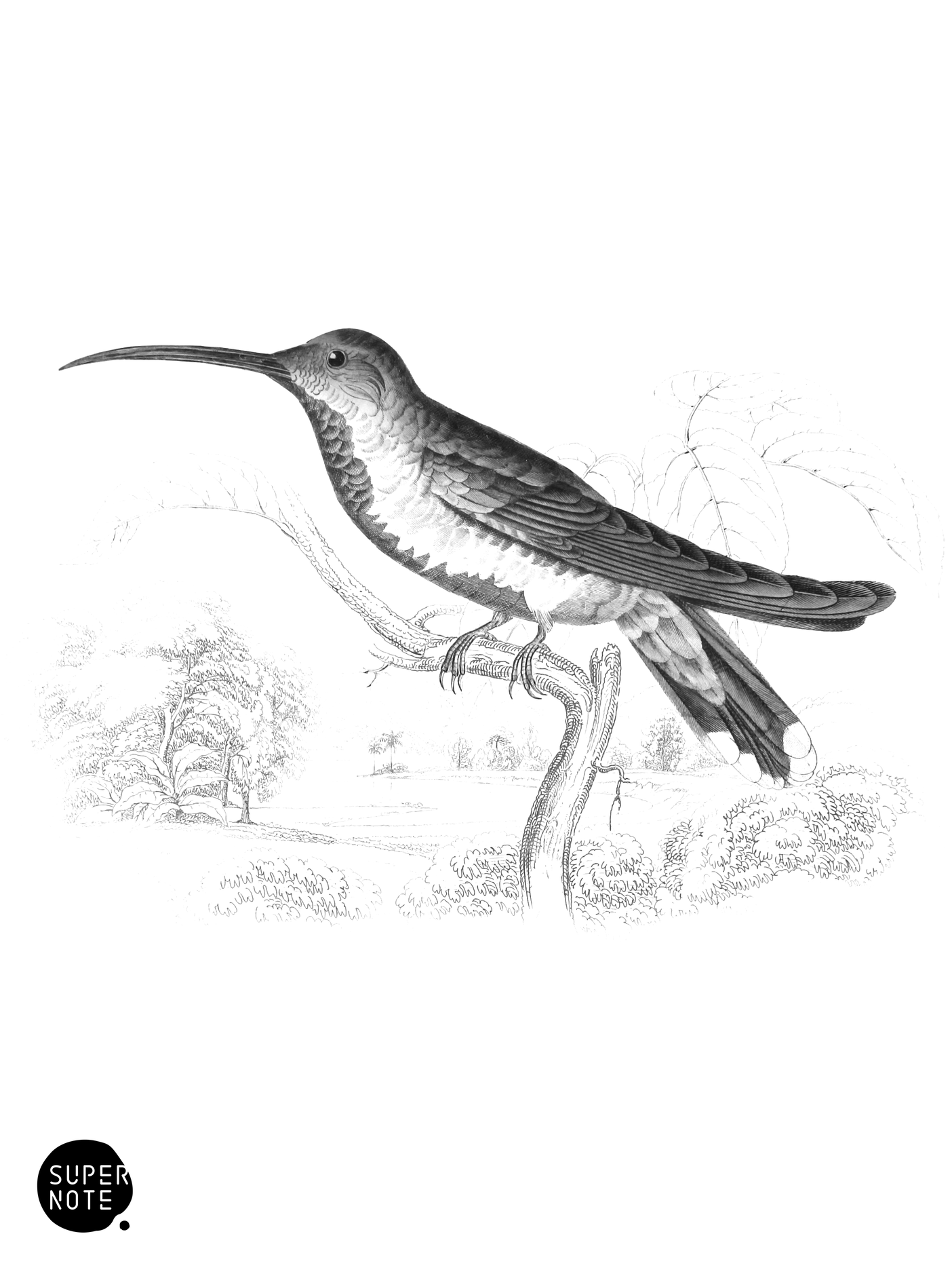 Black-Breasted Humming-Bird (Young) (vol-01 plate-33).png