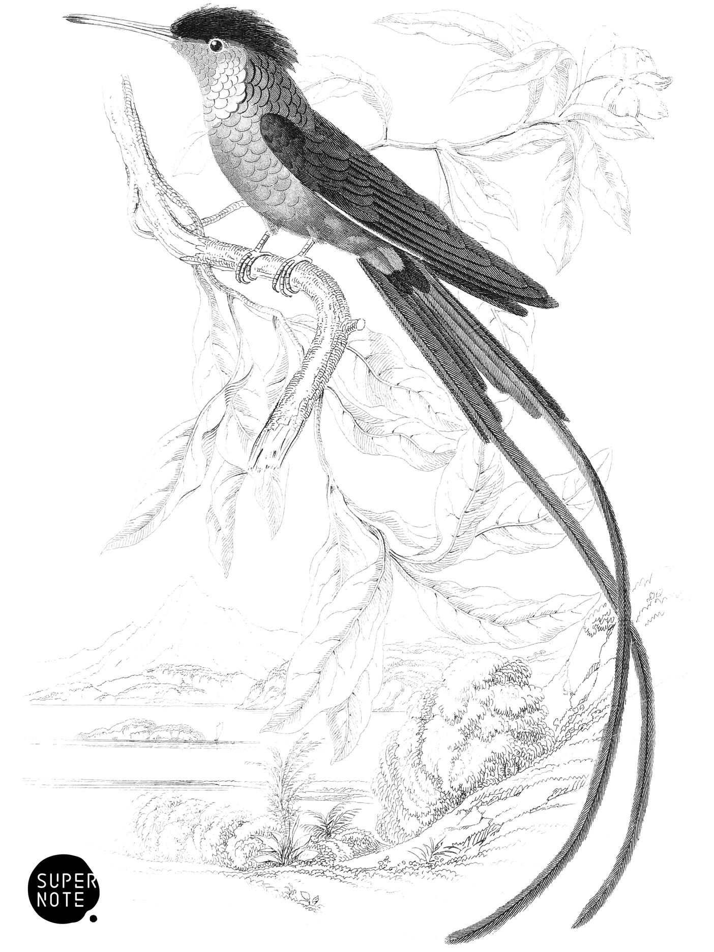 Black-Capped Humming-Bird (vol-03 plate-21).png