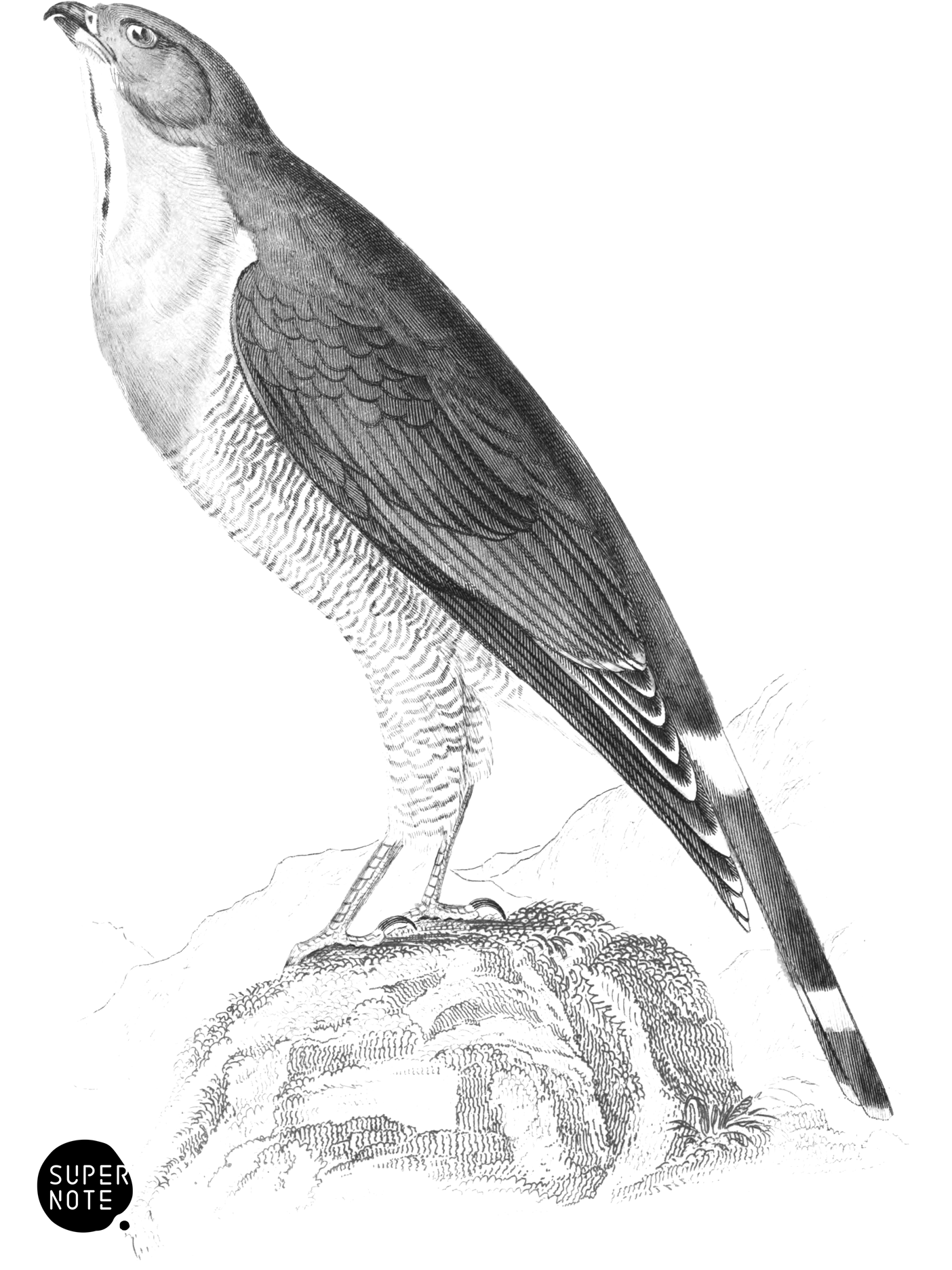Black-Chinned Goshaw (vol-17 plate-4).png