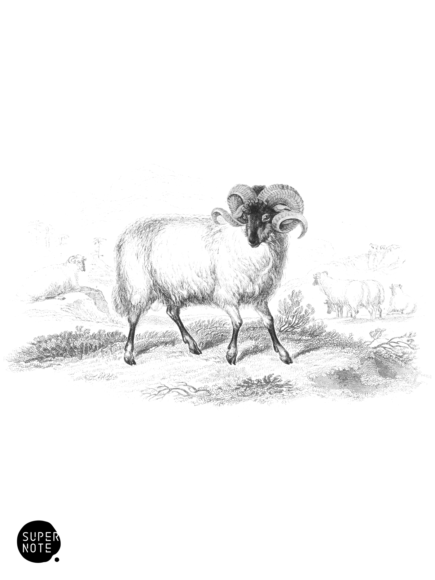 Black-Faced Ram (vol-12 plate-15).png
