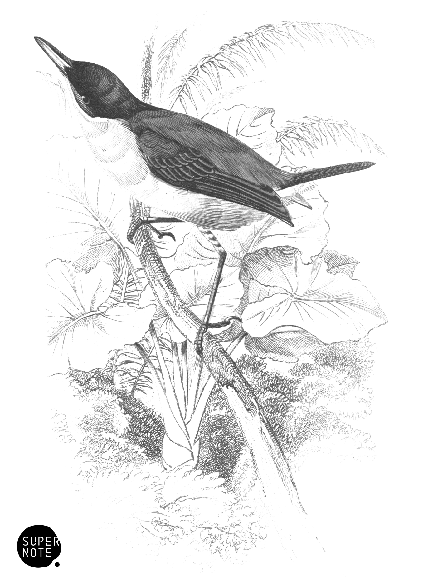 Black-Headed Tody (vol-21 plate-18).png
