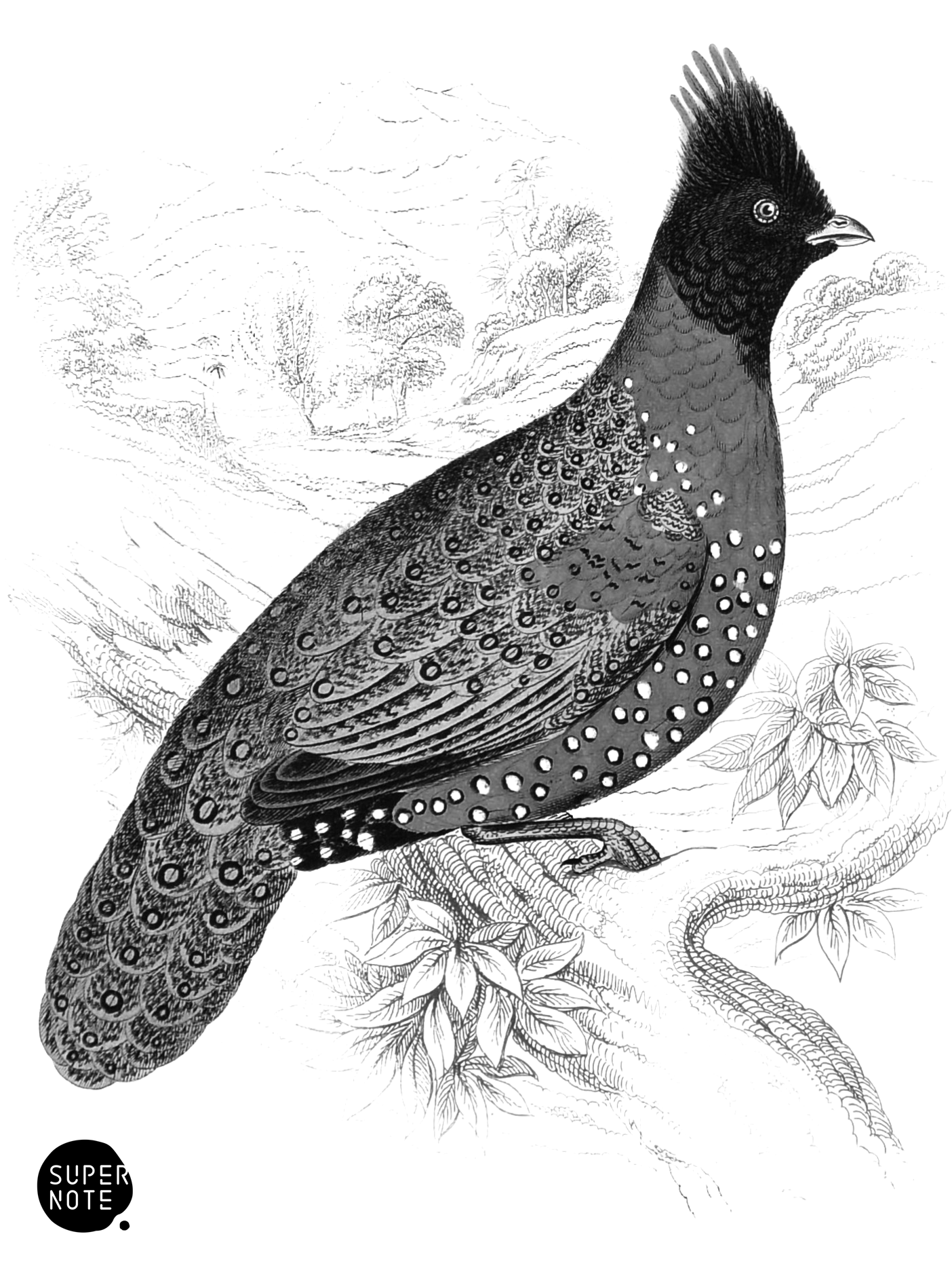 Black-Headed Tragopan (vol-05 plate-27).png
