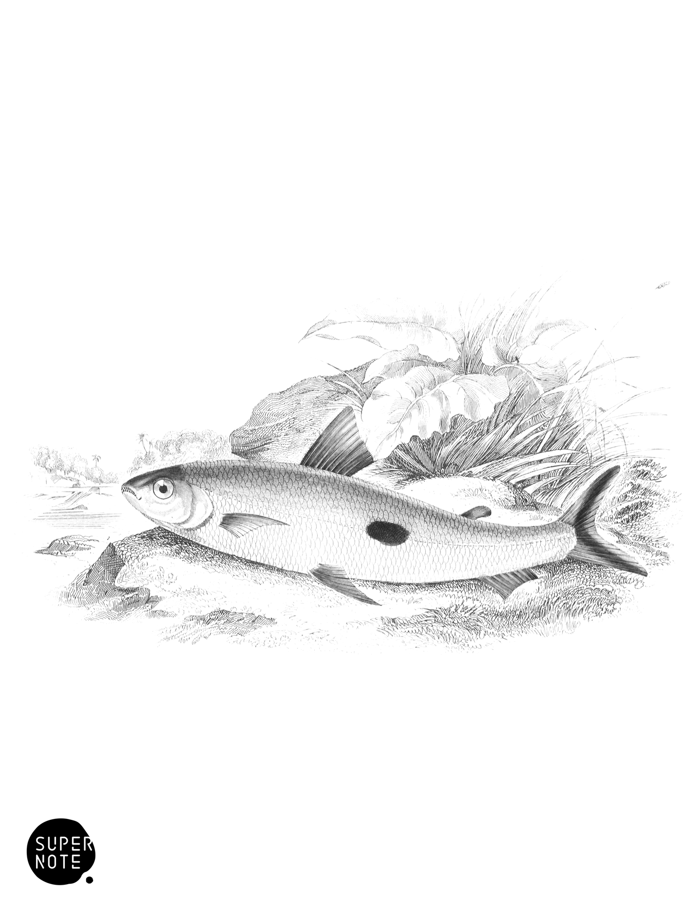 Black-Marked Anodus (vol-32 plate-15).png