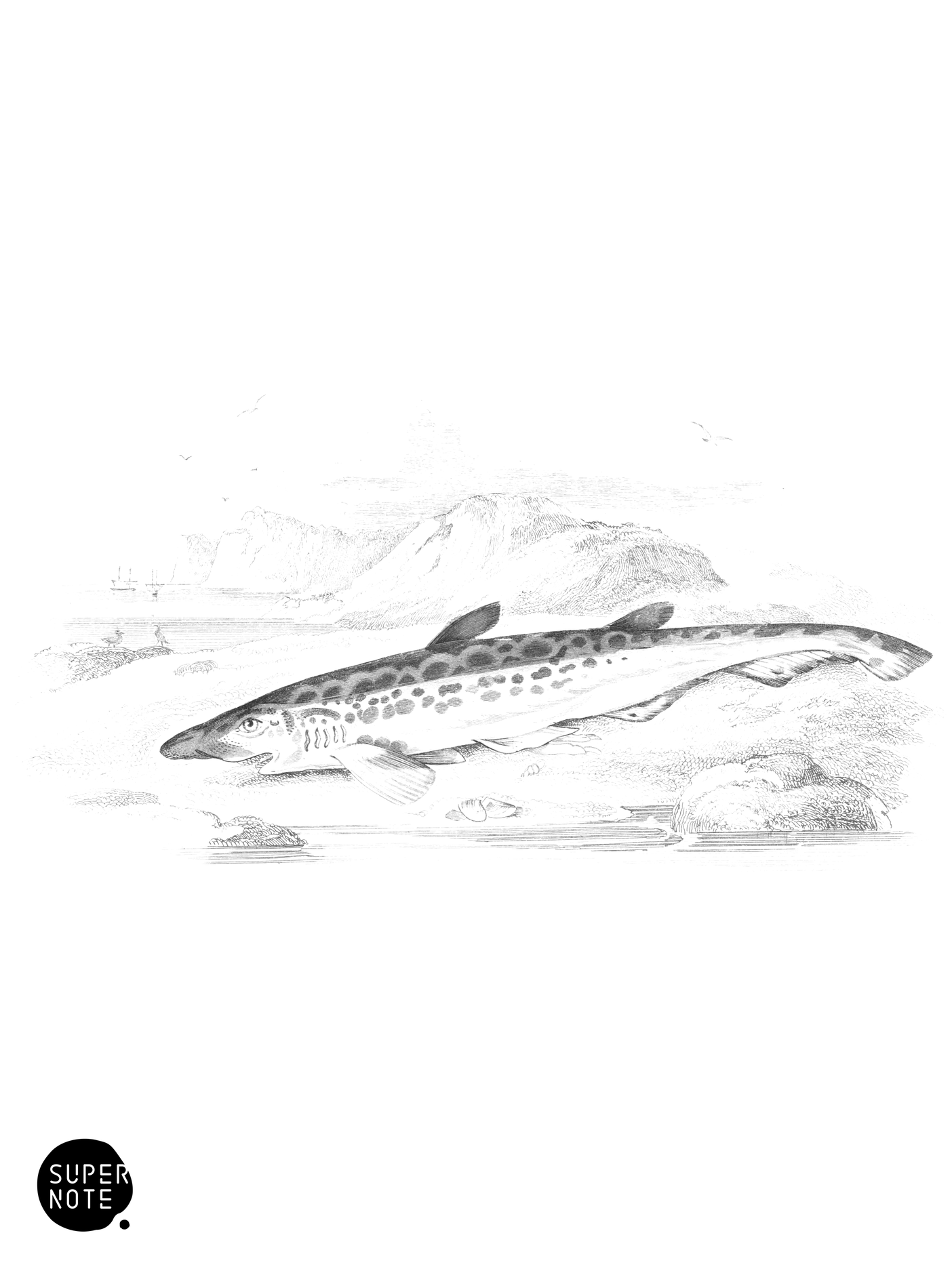 Black-Mouthed Dog-Fish (vol-39 plate-23).png