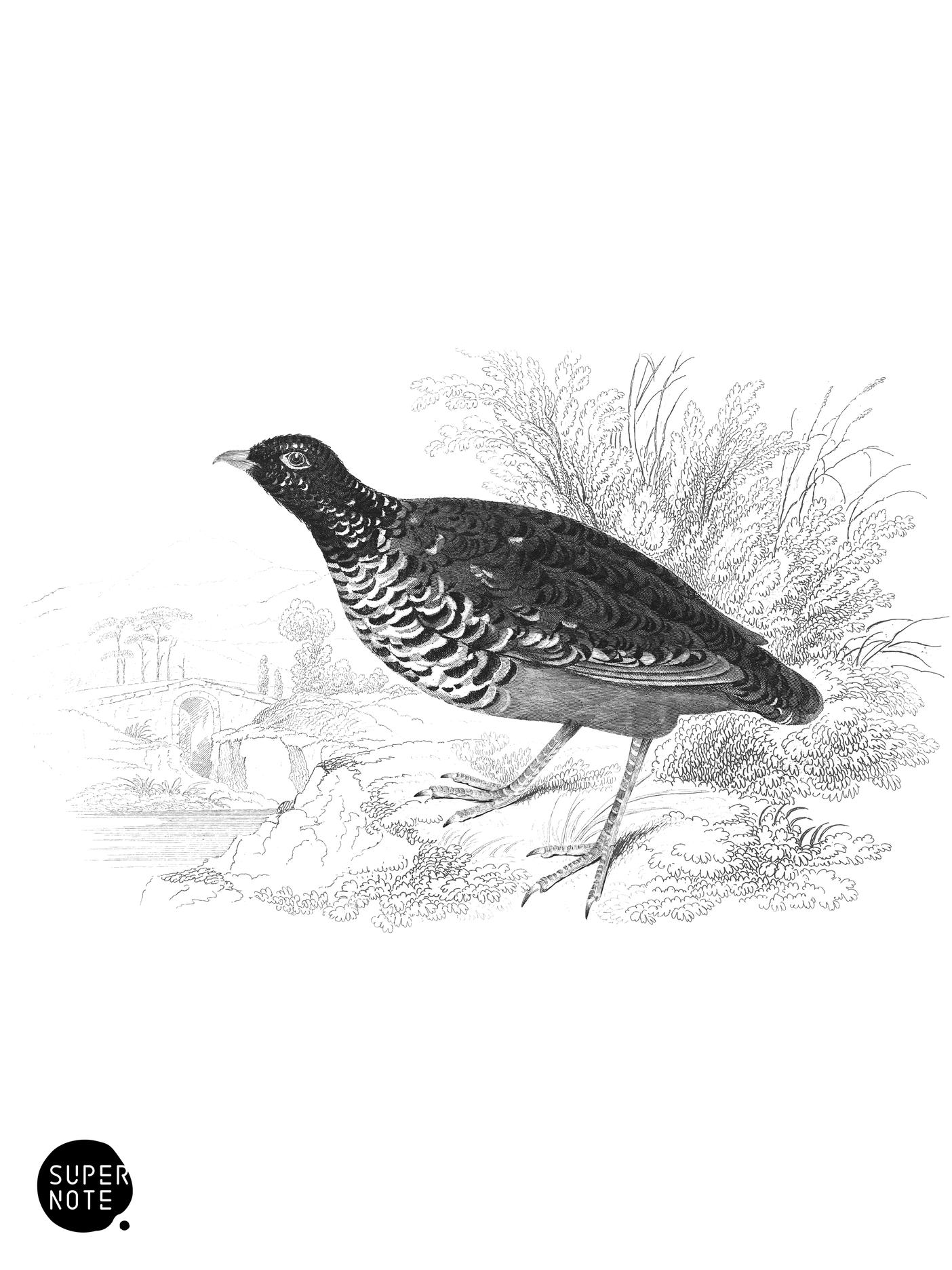 Black-Necked Ortygis (vol-06 plate-28).png