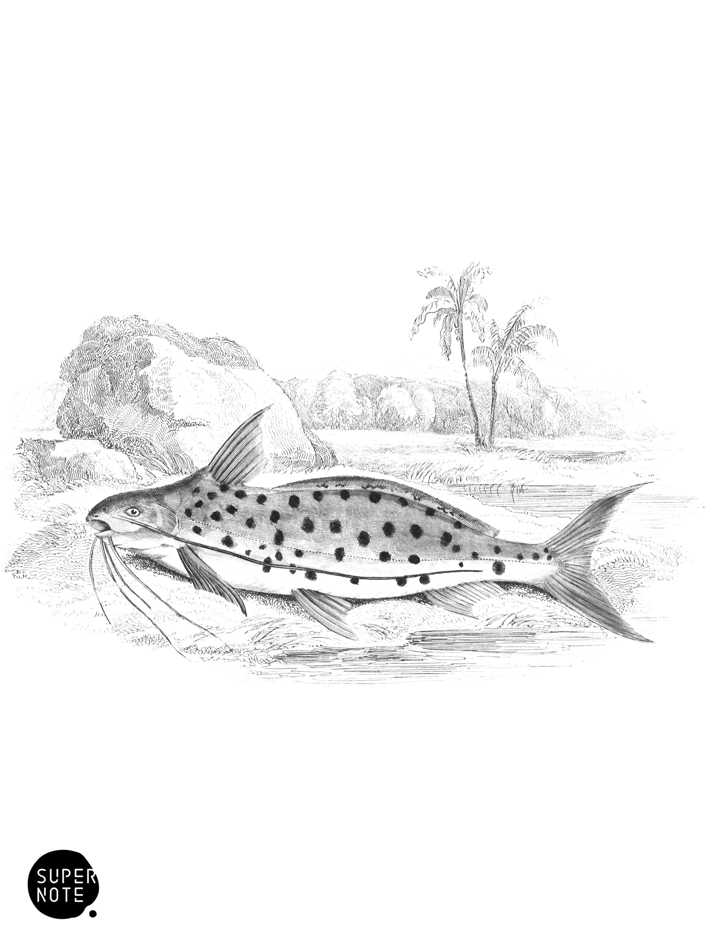 Black-Spotted Green Pimelodus (vol-32 plate-6).png