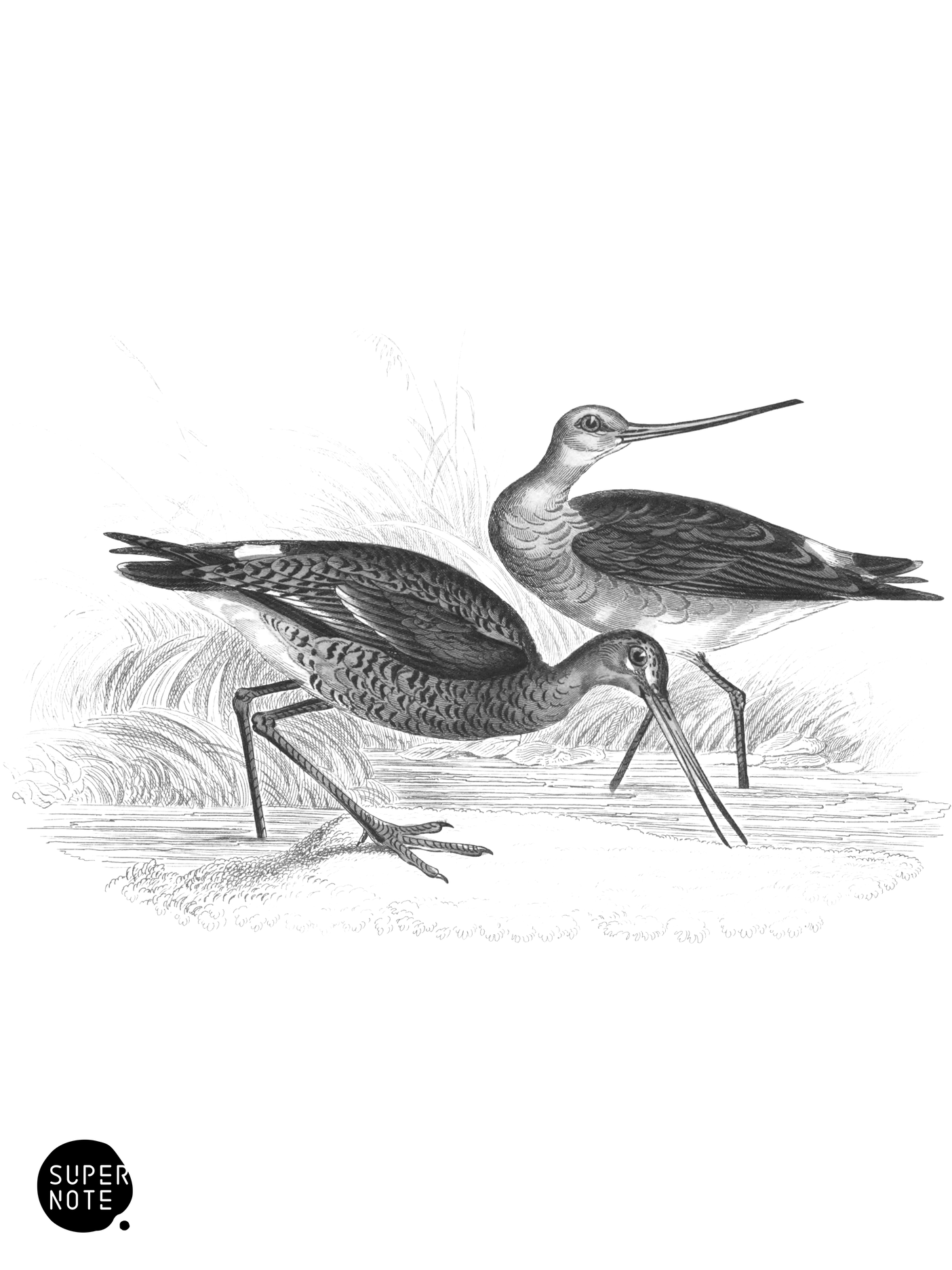 Black-Tailed Godwit (vol-34 plate-13).png