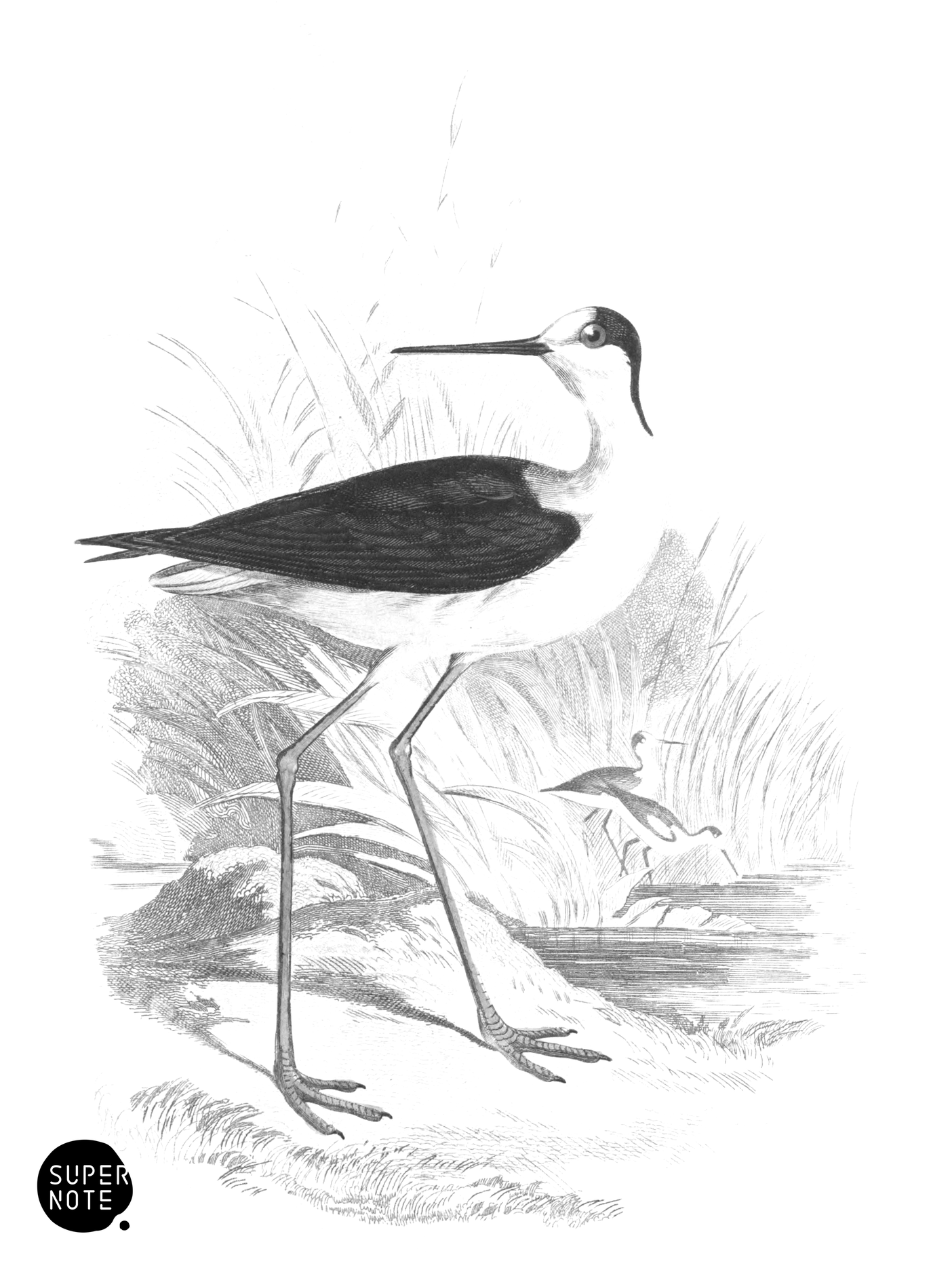 Black-Winged Stilt (vol-34 plate-18).png