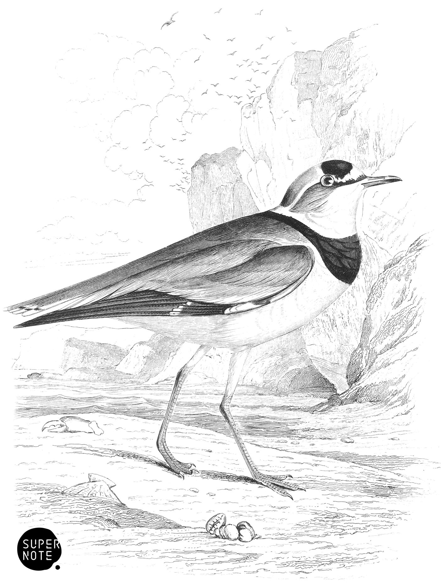 Black-Zoned Plover (vol-19 plate-25).png