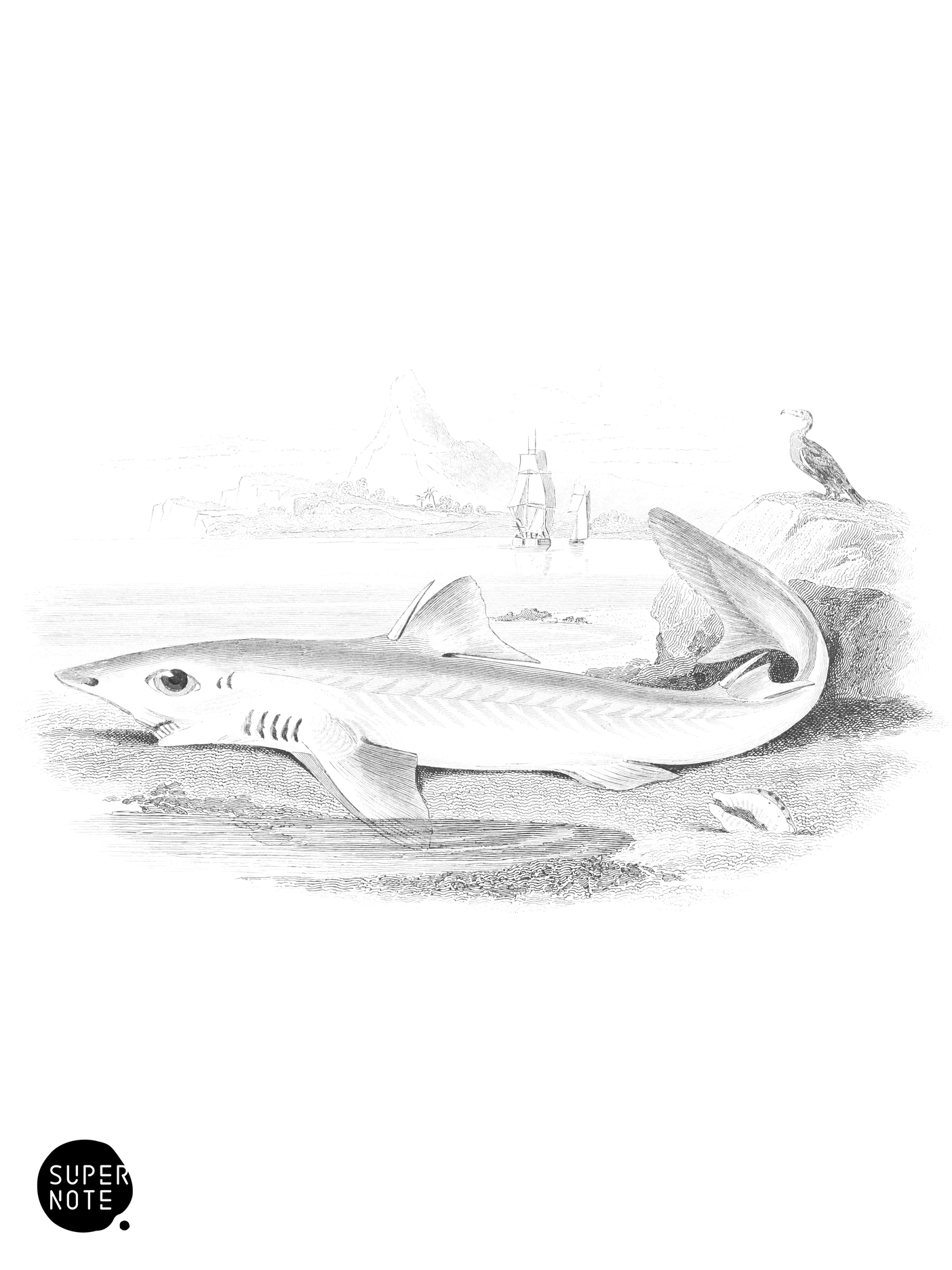 Blainville’s Piked Dog-Fish (vol-27 plate-18).png