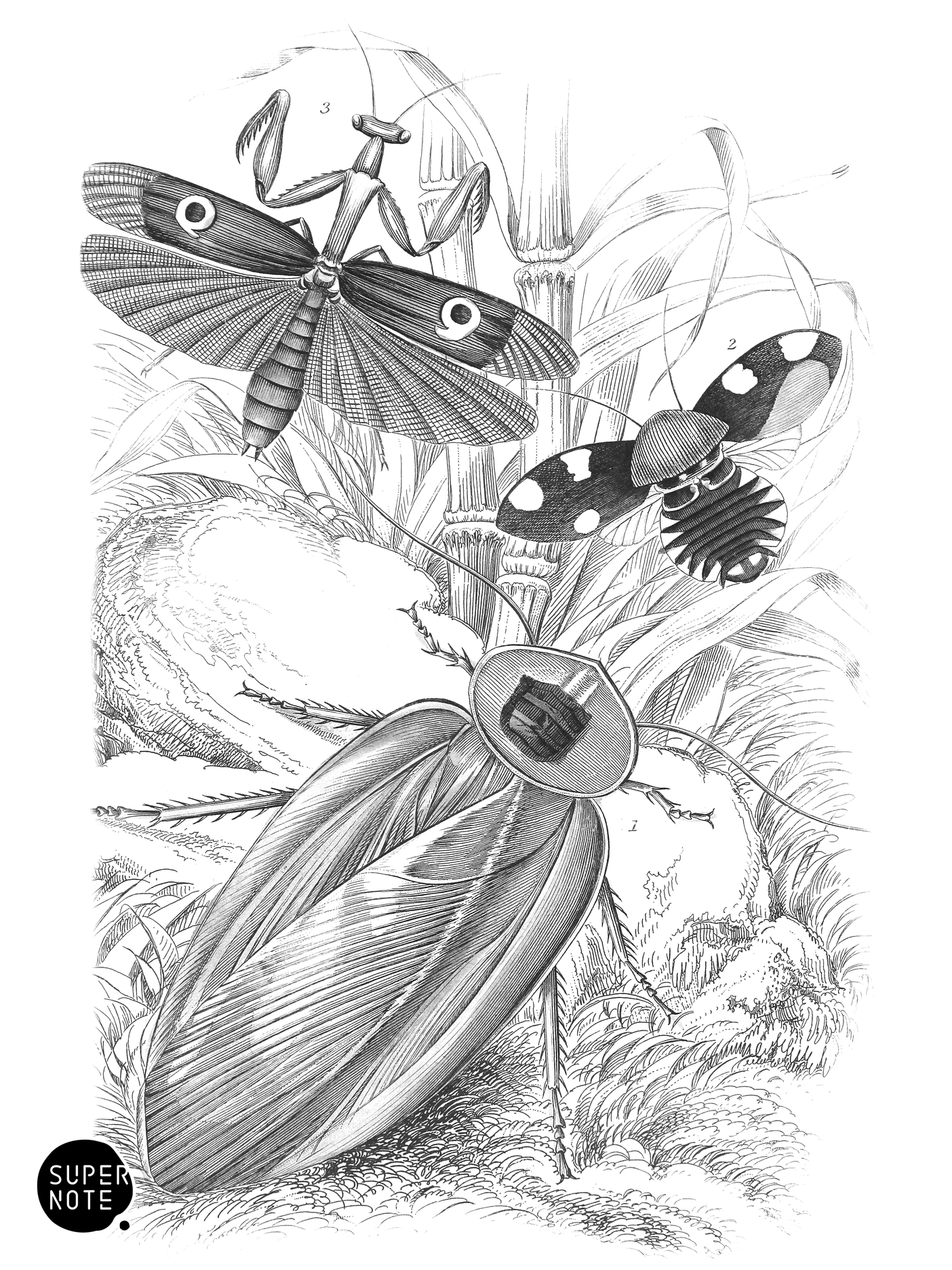 Blatta gigantea, B. Petiveriana & Harpax Ocellaria (vol-29 plate-7).png