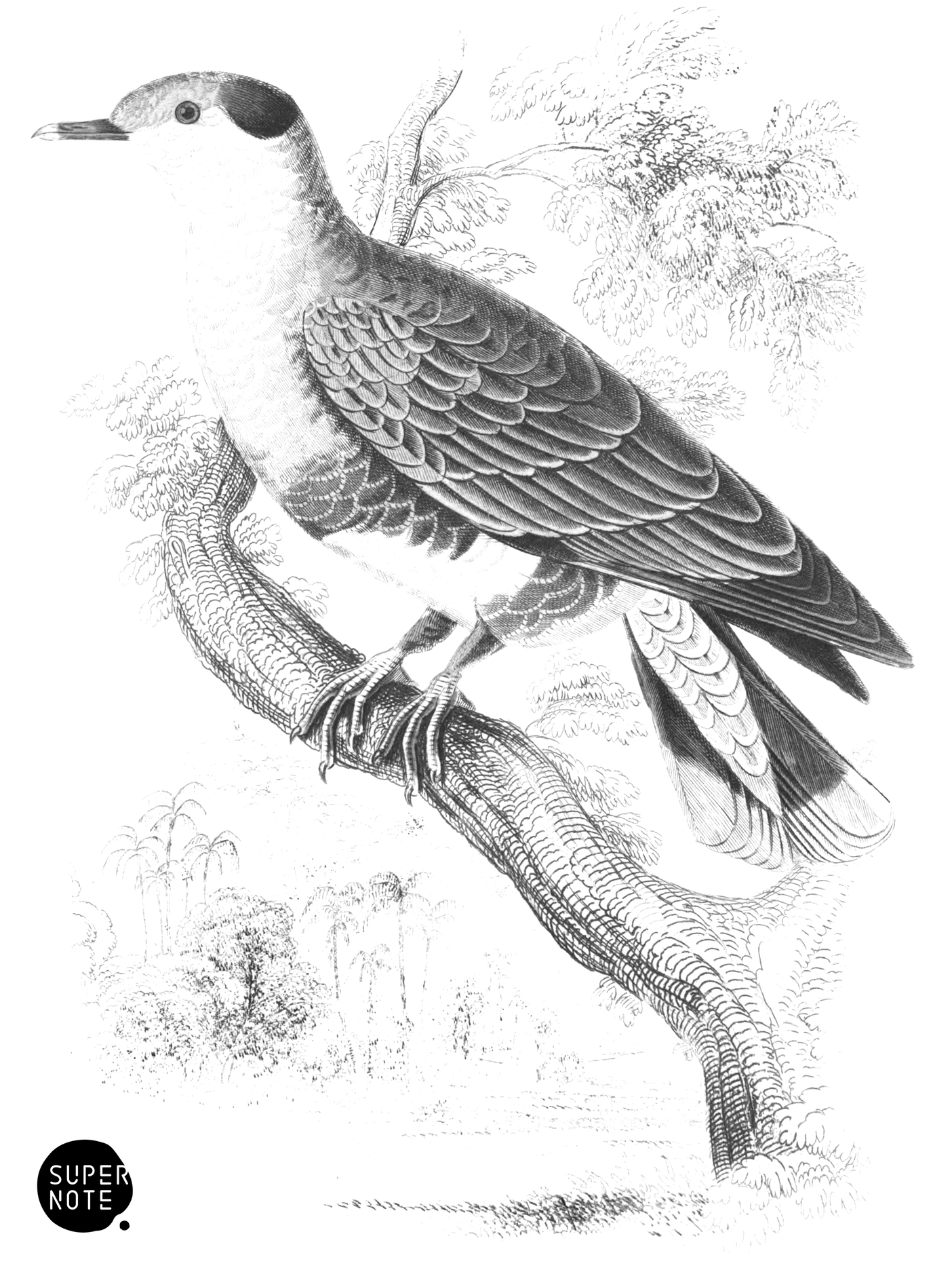 Blue and Green Turteline (vol-09 plate-5).png
