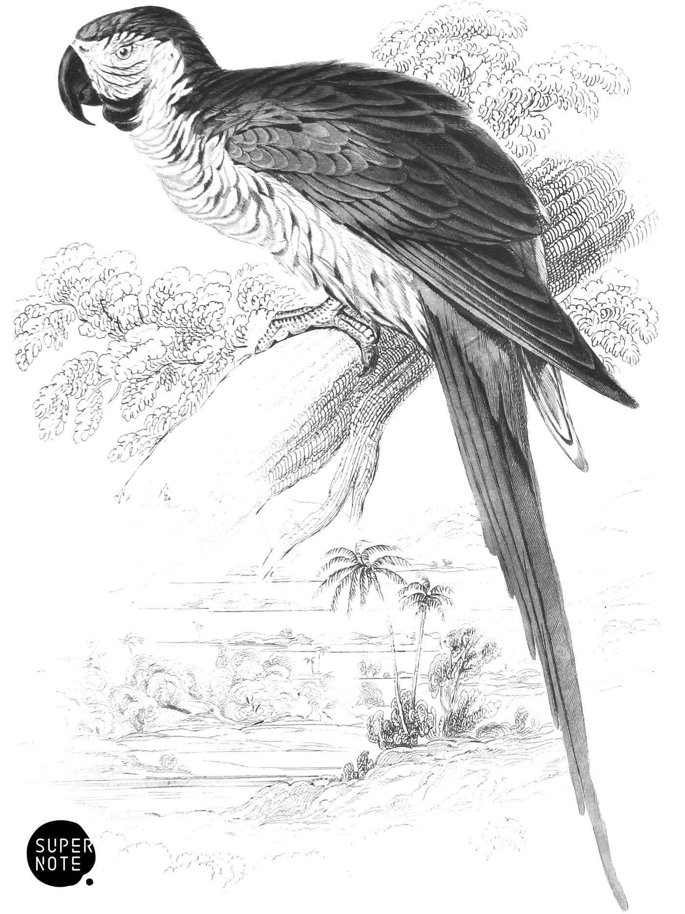 Blue and Yellow Maccaw (vol-15 plate-6).png