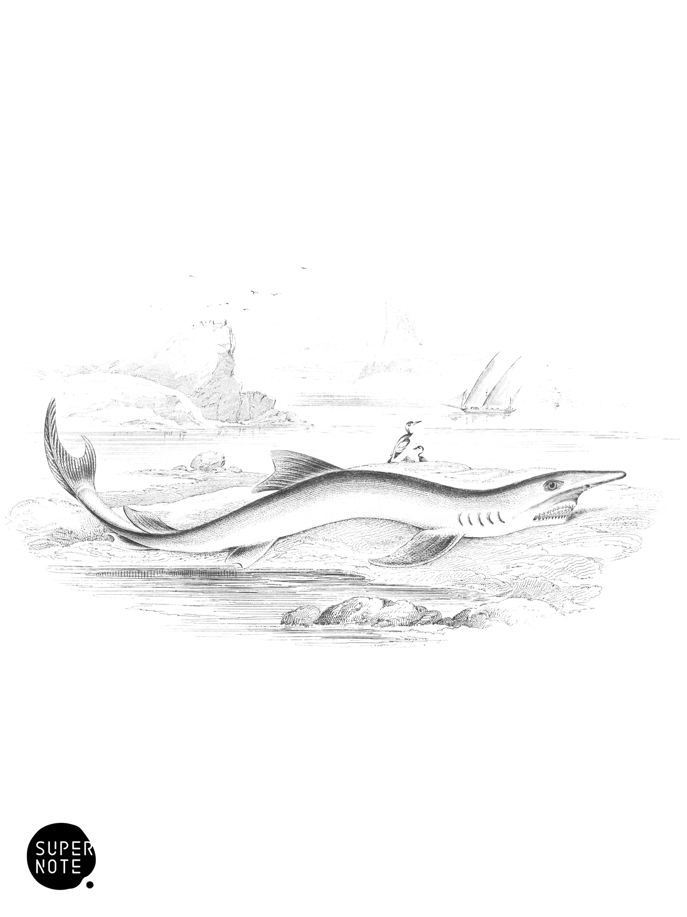 Blue Shark (vol-27 plate-27-star).png