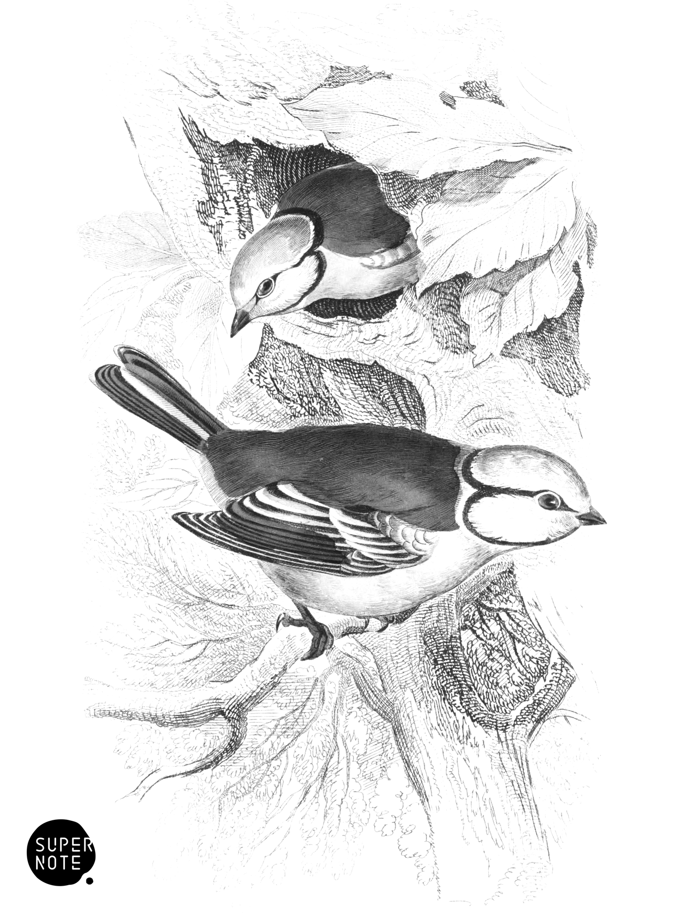 Blue Titmouse (vol-24 plate-9).png