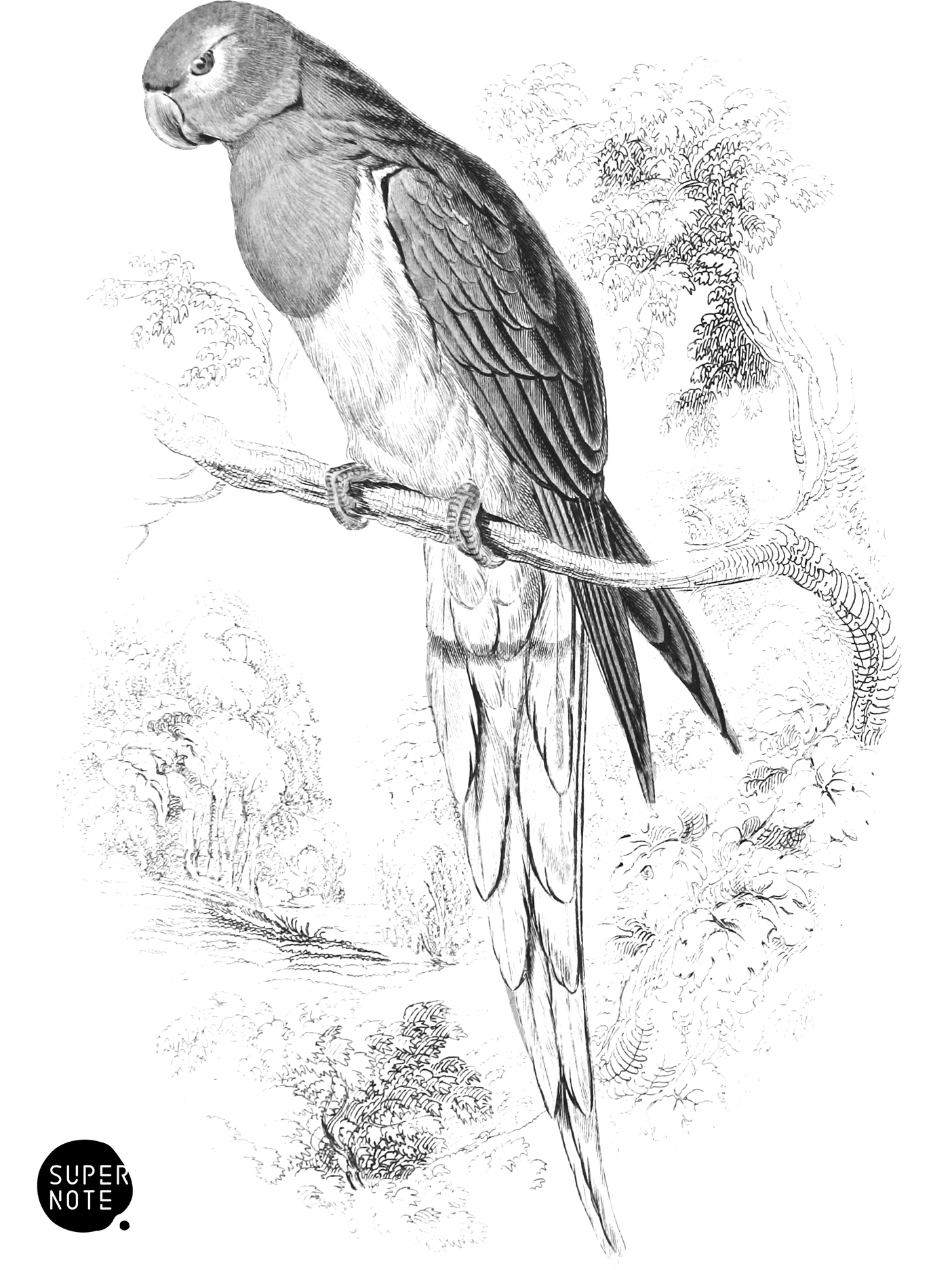 Blue-Banded Nanodes (vol-15 plate-27).png