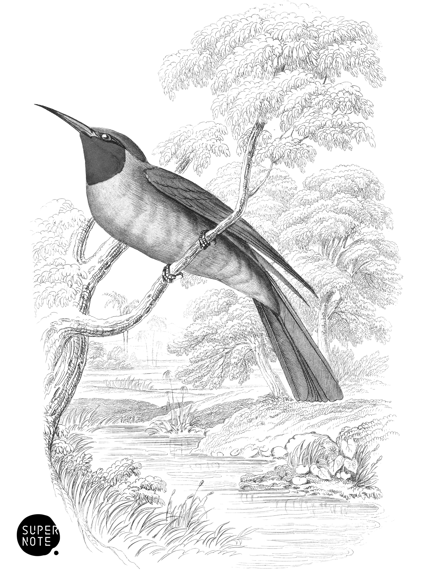 Blue-Bellied Bee-Eater (vol-19 plate-8).png