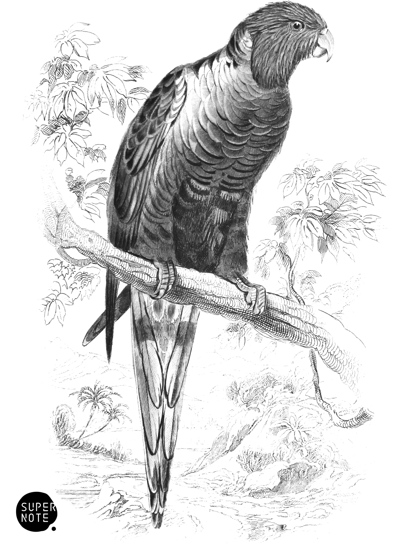 Blue-Bellied Lorikeet (vol-15 plate-20).png