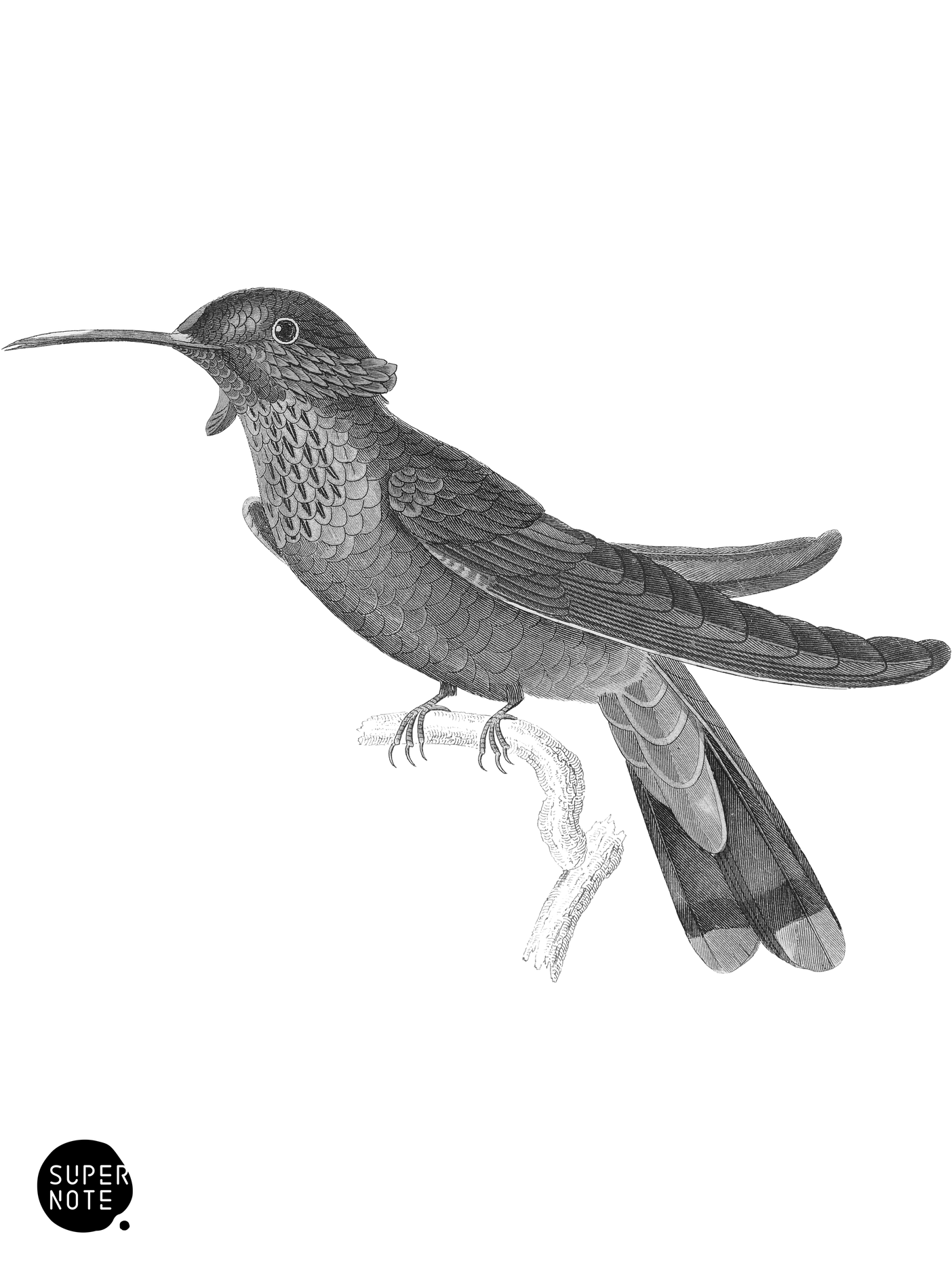 Blue-Bellied Saw-Billed Humming-Bird (vol-03 plate-1).png