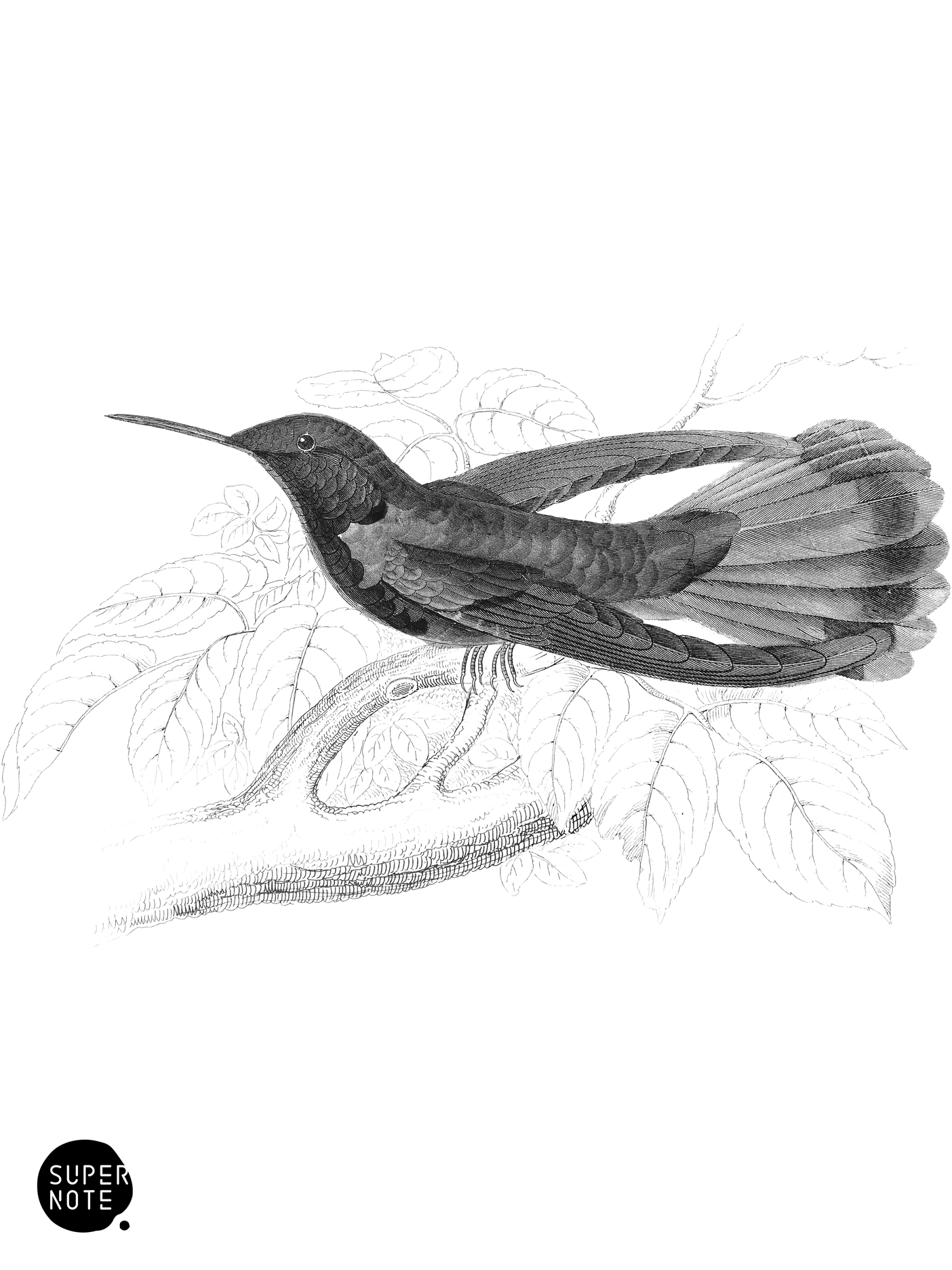 Blue-Bellied Saw-Billed Humming-Bird (vol-03 plate-2).png