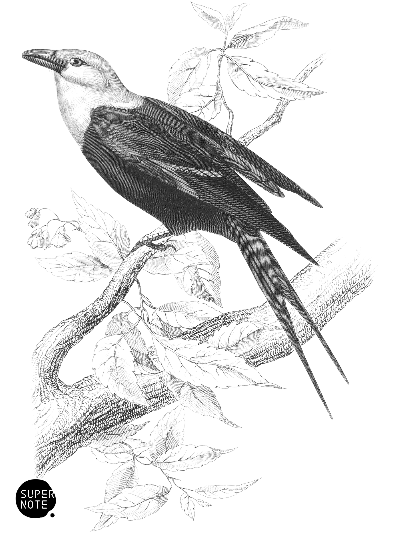 Blue-Bodied Roller (vol-19 plate-13).png