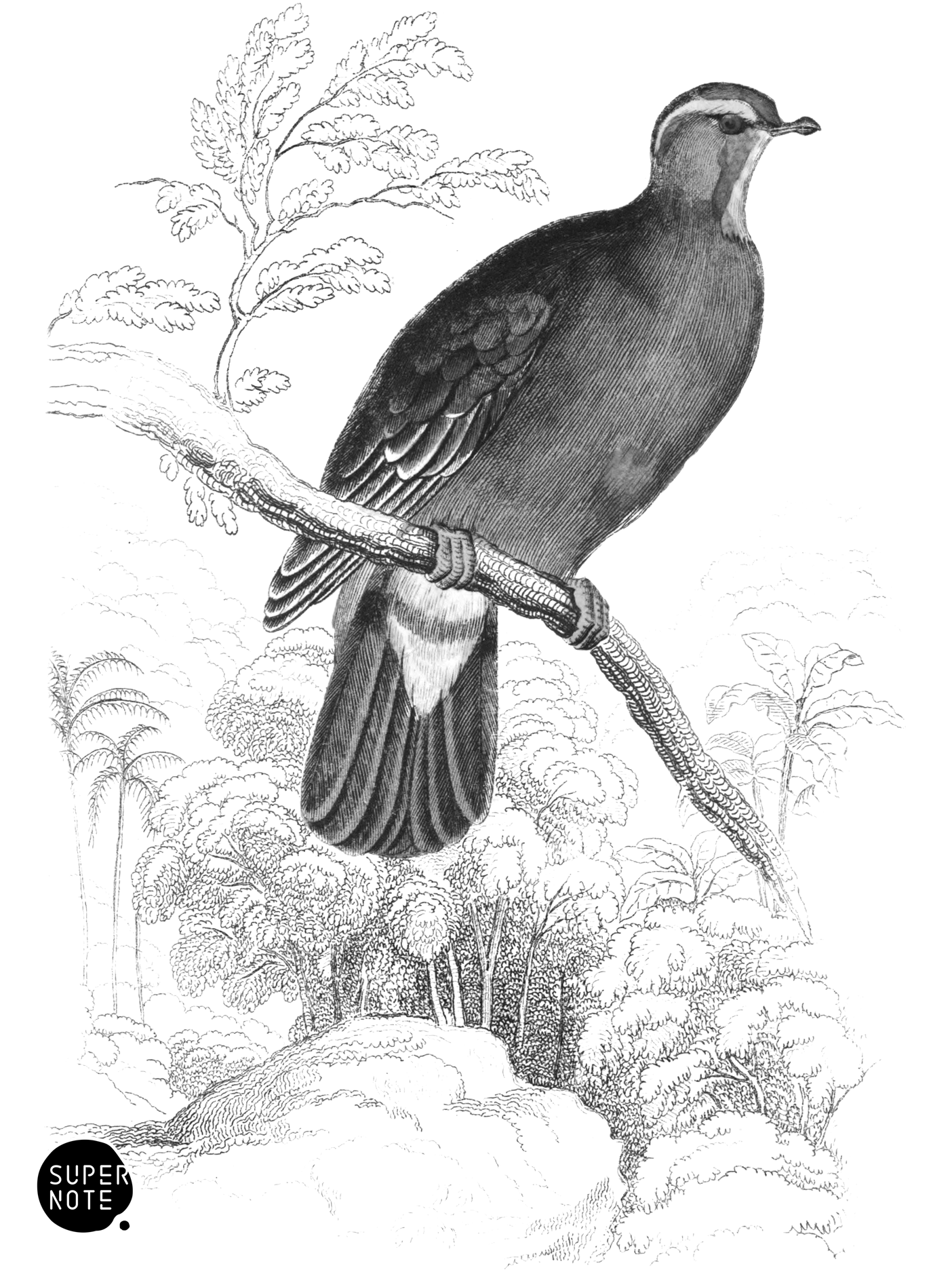 Blue-Capped Turteline (vol-09 plate-4).png