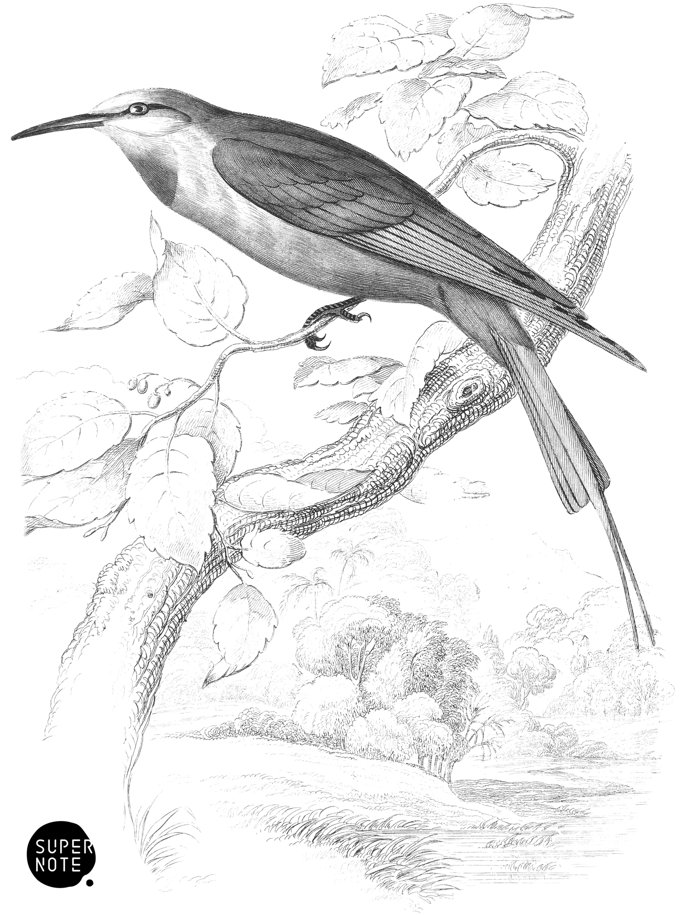 Blue-Cheeked Bee-Eater (vol-19 plate-7).png