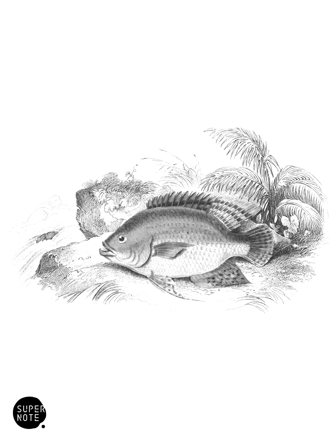 Blue-Finned Centrarchus (vol-38 plate-16).png