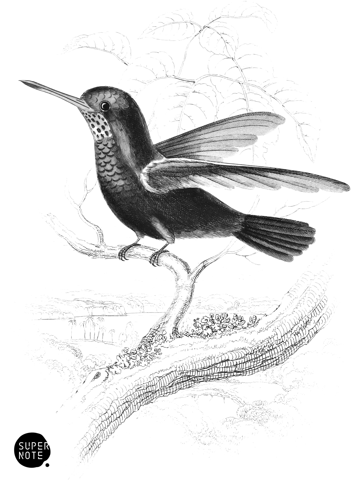 Blue-Green Humming-Bird (vol-01 plate-7).png