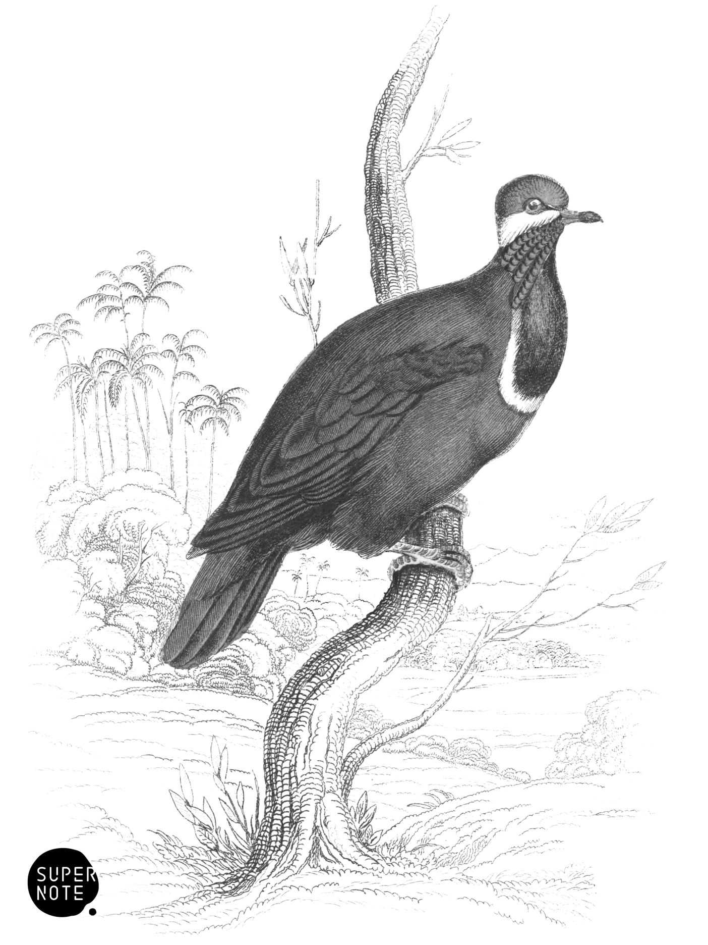 Blue-Headed Ground Pigeon (vol-09 plate-27).png