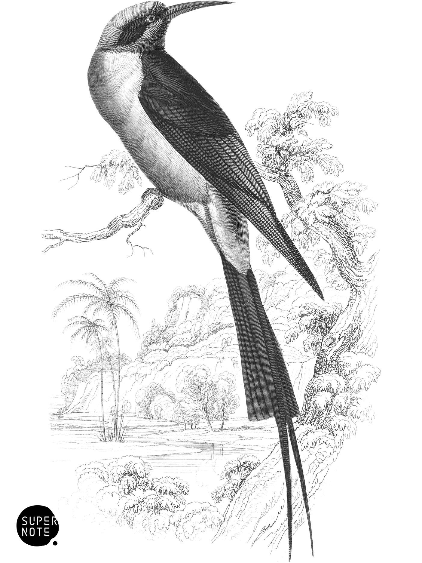 Blue-Headed, or Red Bee-Eater (vol-19 plate-9).png