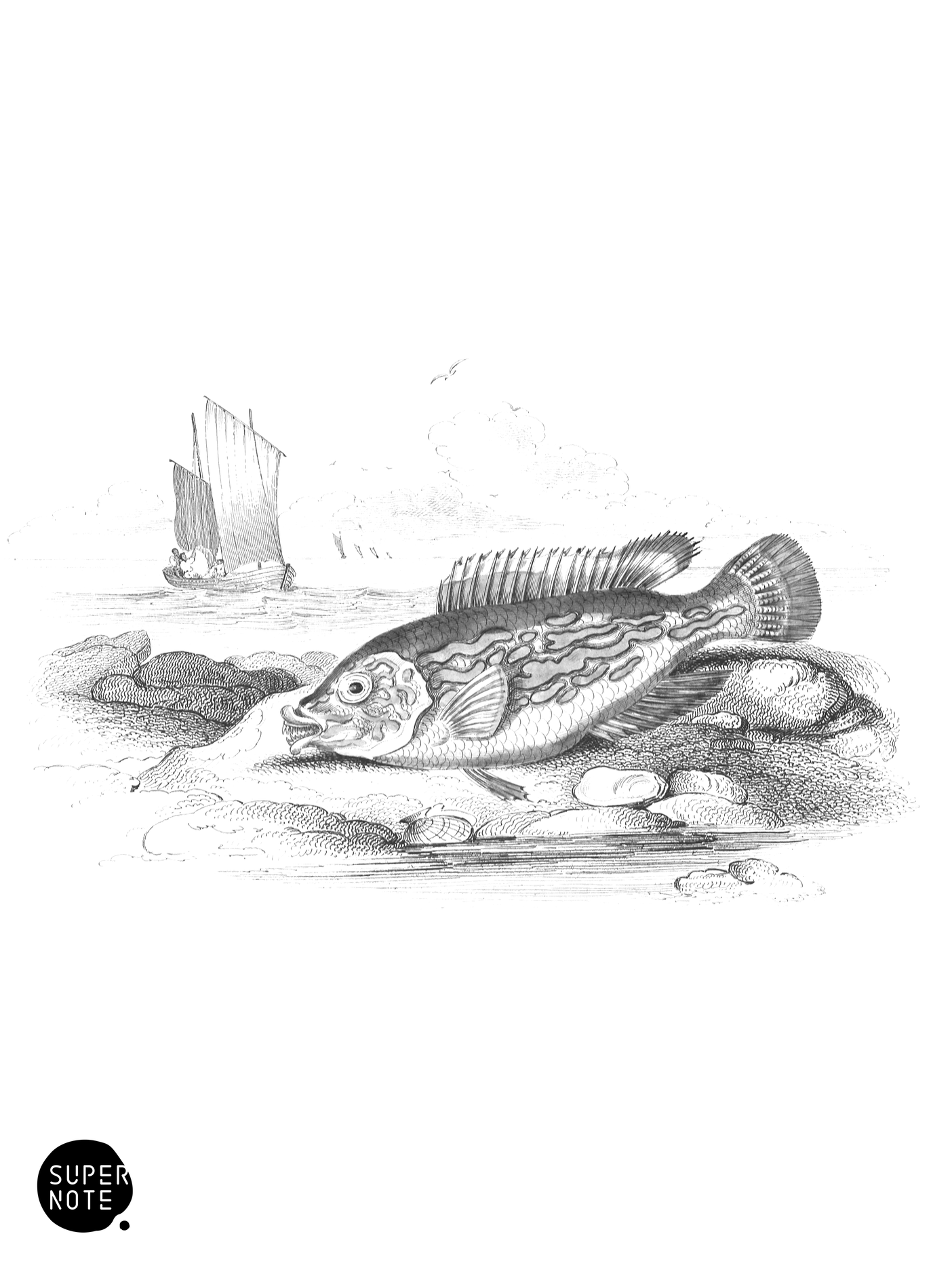 Blue-Striped Wrasse (vol-37 plate-22).png