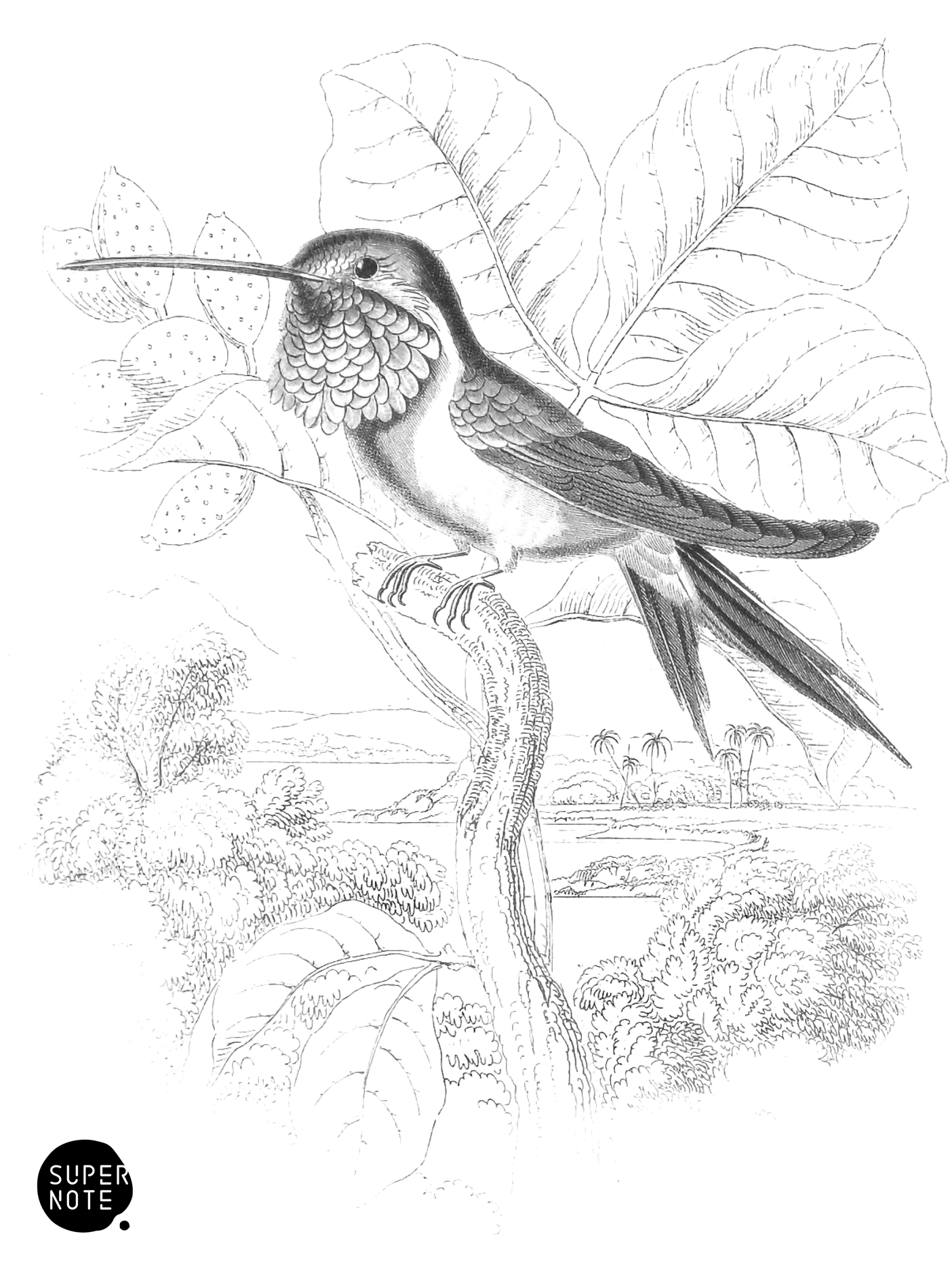 Blue-Throated Humming-Bird (vol-03 plate-14).png