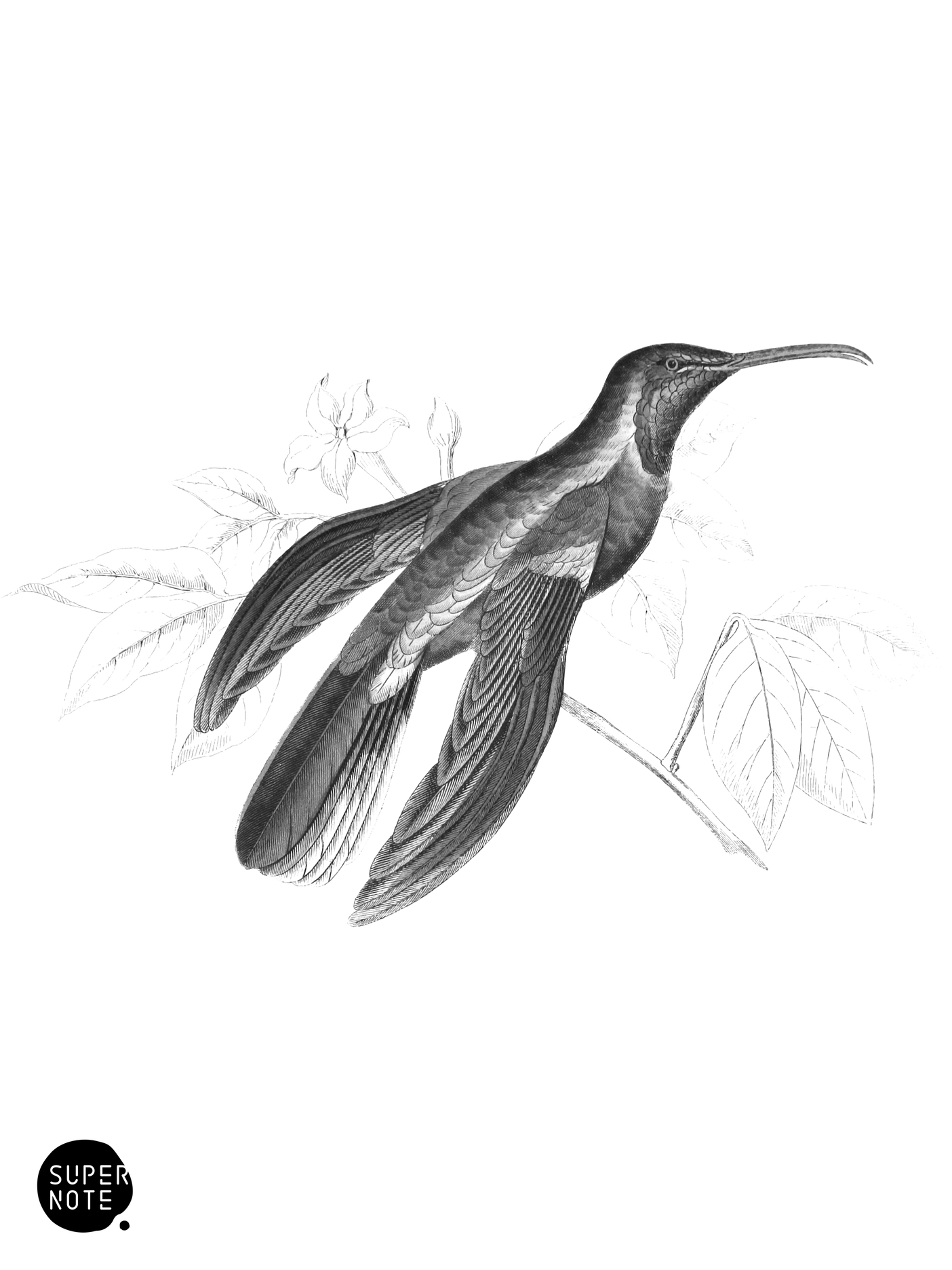 Blue-Throated Sabre-Wing (vol-01 plate-34).png
